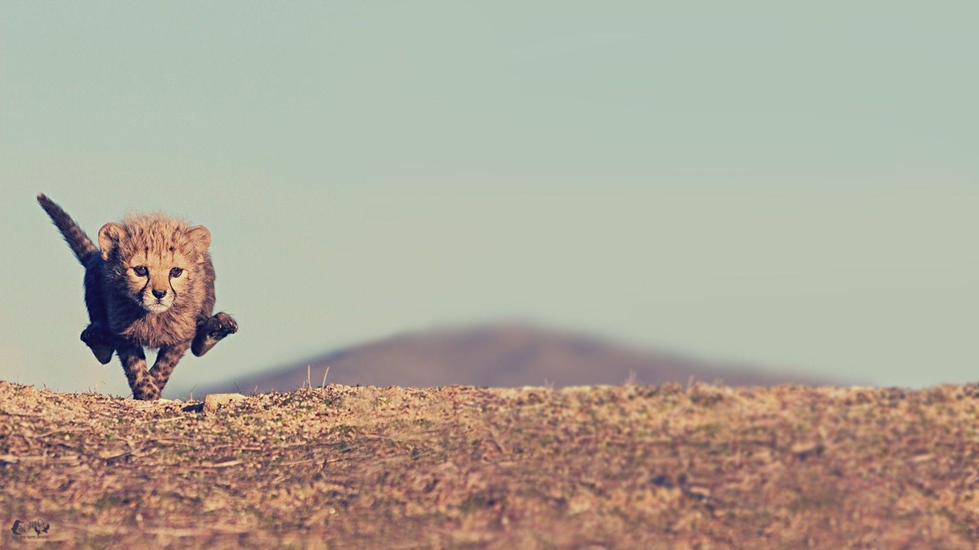 1920x1080 Animal Wallpaper 2019 #animals #animal #pet #socialsteeze #dog #cat #dogs #cats #photooftheday #cute #pets #instagood #. Cheetah wallpaper, Cheetah cubs, Animals