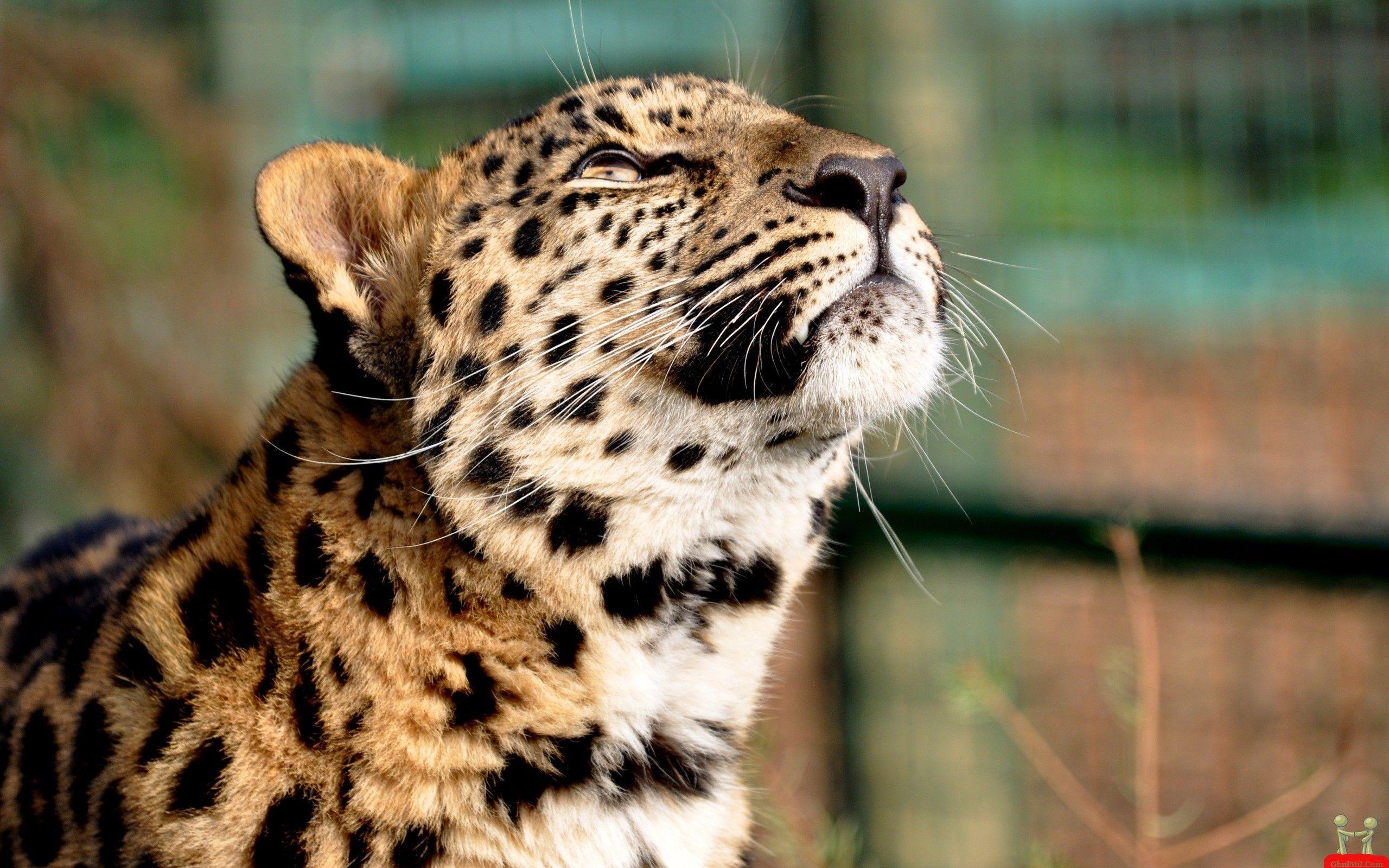 2560x1600 Baby Cheetah Wallpaper
