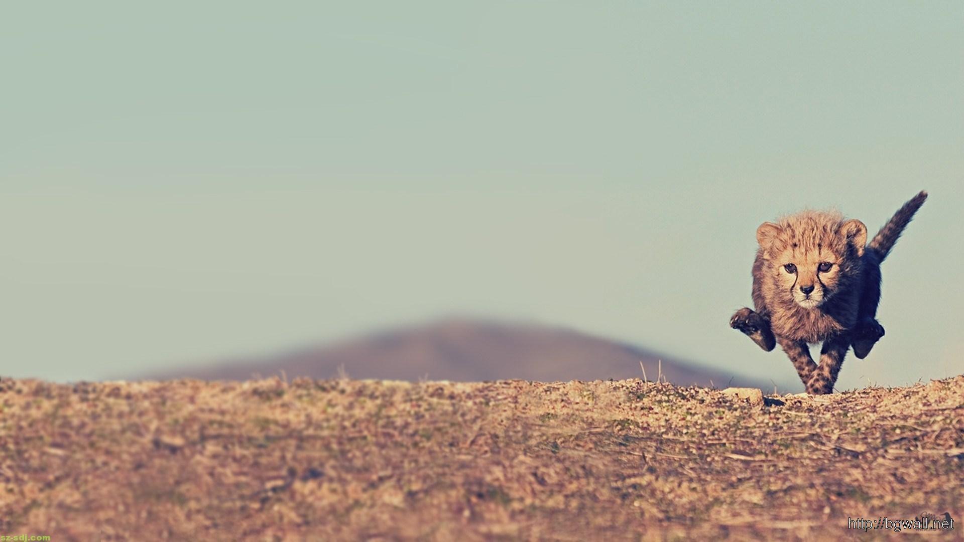 1920x1080 Baby Cheetah Running