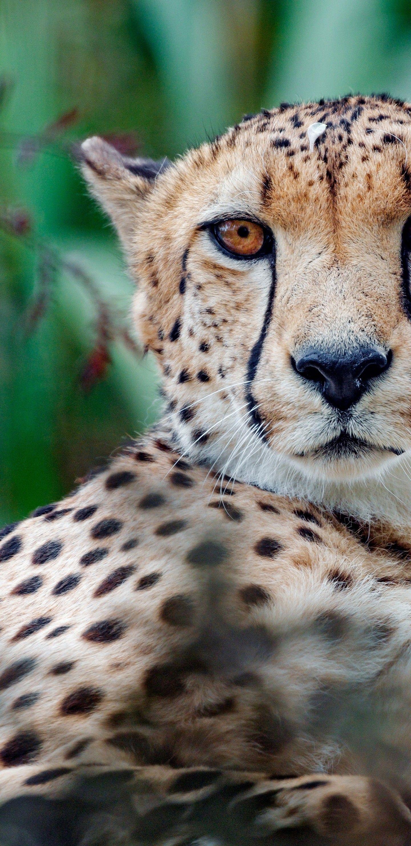 1440x2960 Download 1440x2960 Cheetah, Awkward, Cute, Predator, Big Cats Wallpaper for Samsung Galaxy S Note S S8+, Google Pixel 3 XL