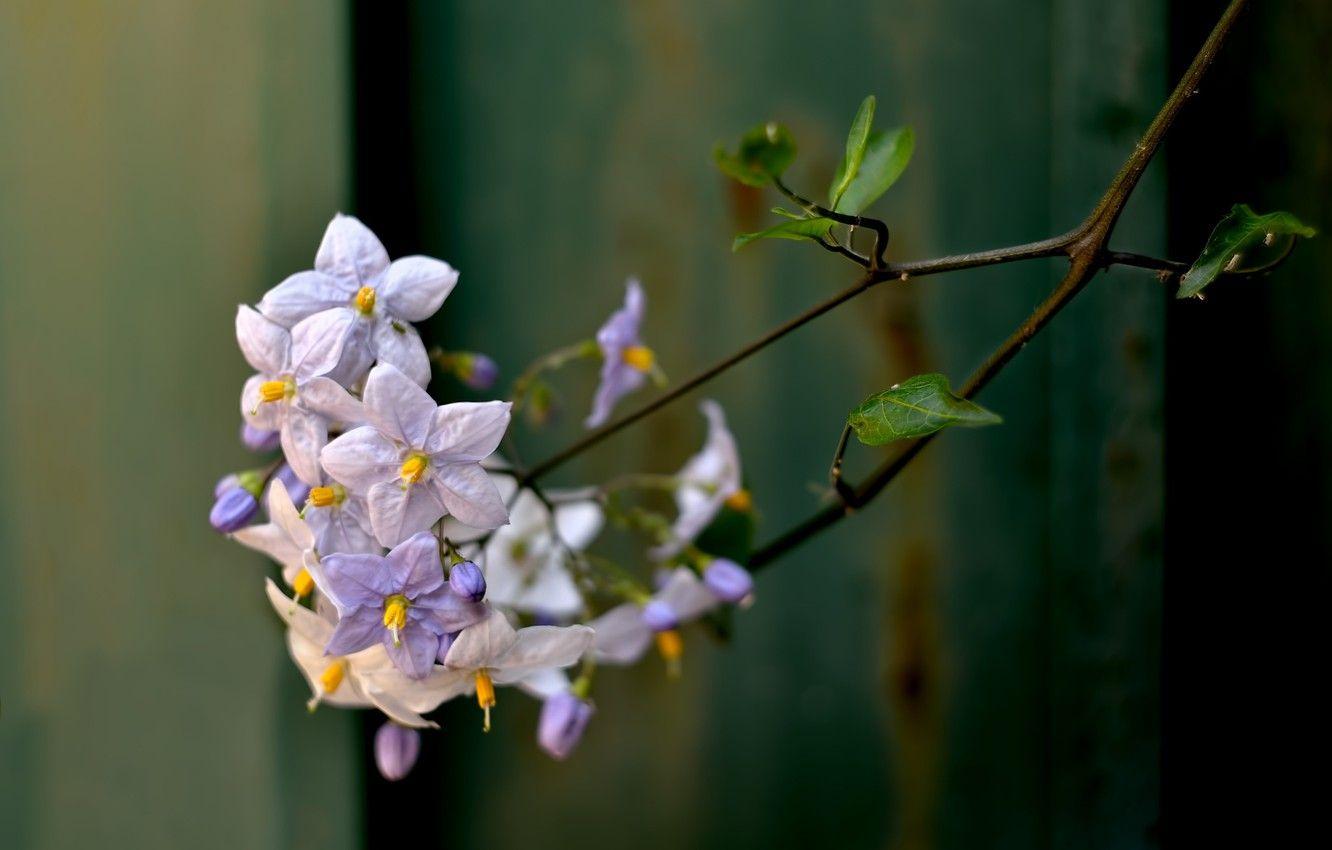 1332x850 Wallpaper flowering branch, potato tree, nightshade image for desktop, section природа