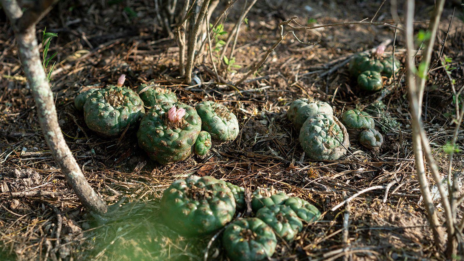 1600x900 Peyote Is Endangered, Spiritually Sacred and Becoming Legal