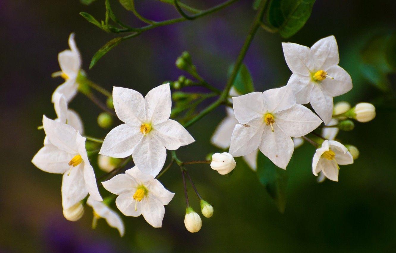 1332x850 Wallpaper flowering in the spring, potato tree, nightshade image for desktop, section цветы