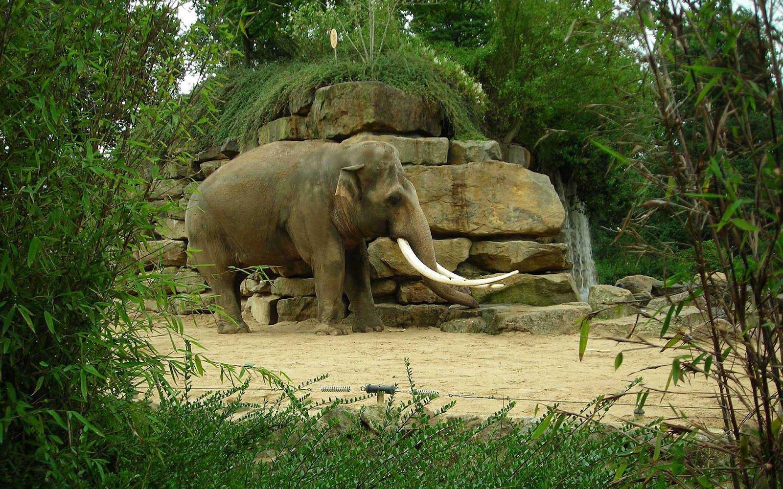 1600x1000 Zoo Wallpaper