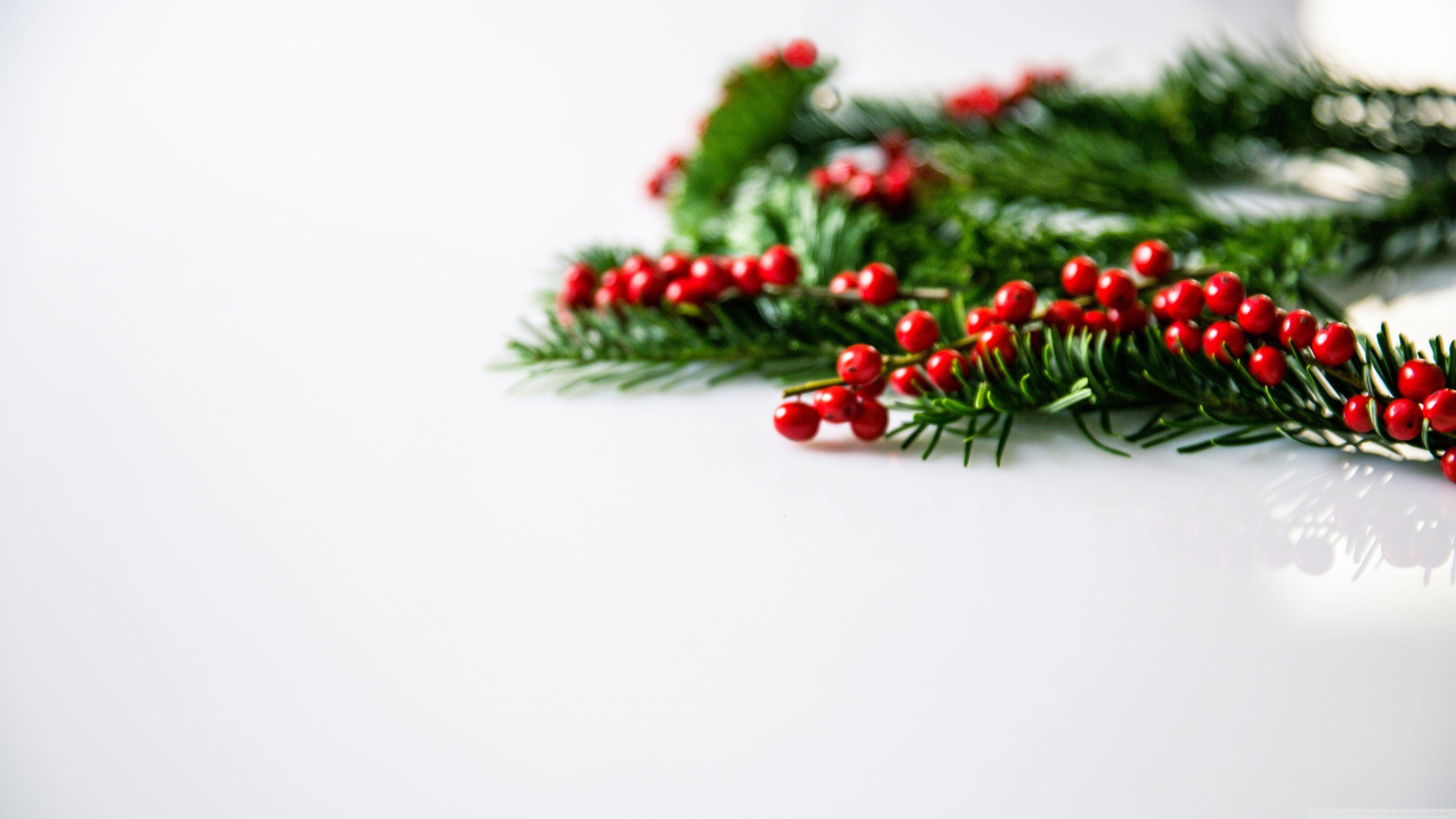 3840x2160 Christmas Holly Berries Background ❤ 4K HD Desktop Wallpaper for 4K
