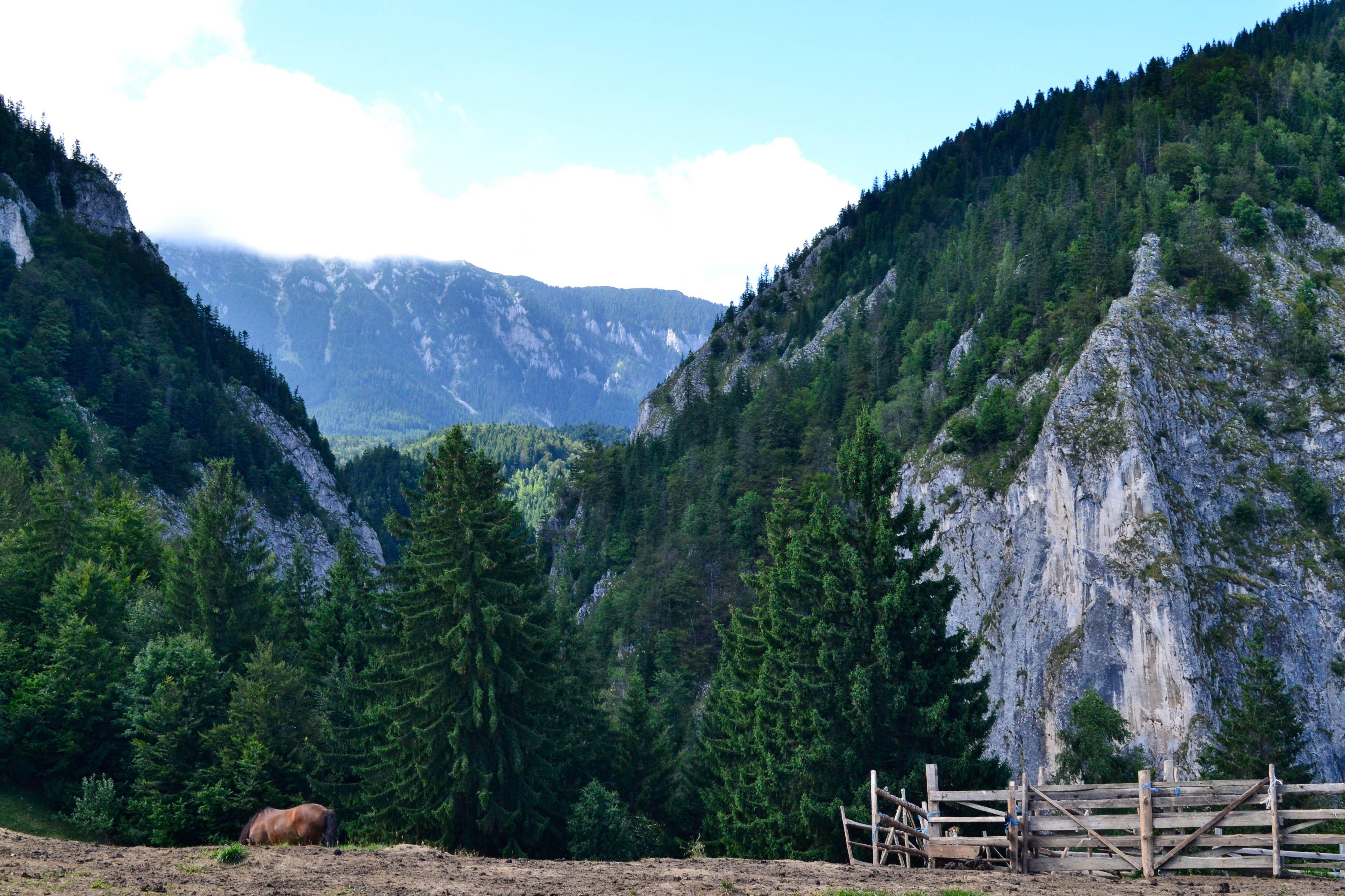 Romanian Wallpapers - Top Free Romanian Backgrounds - WallpaperAccess