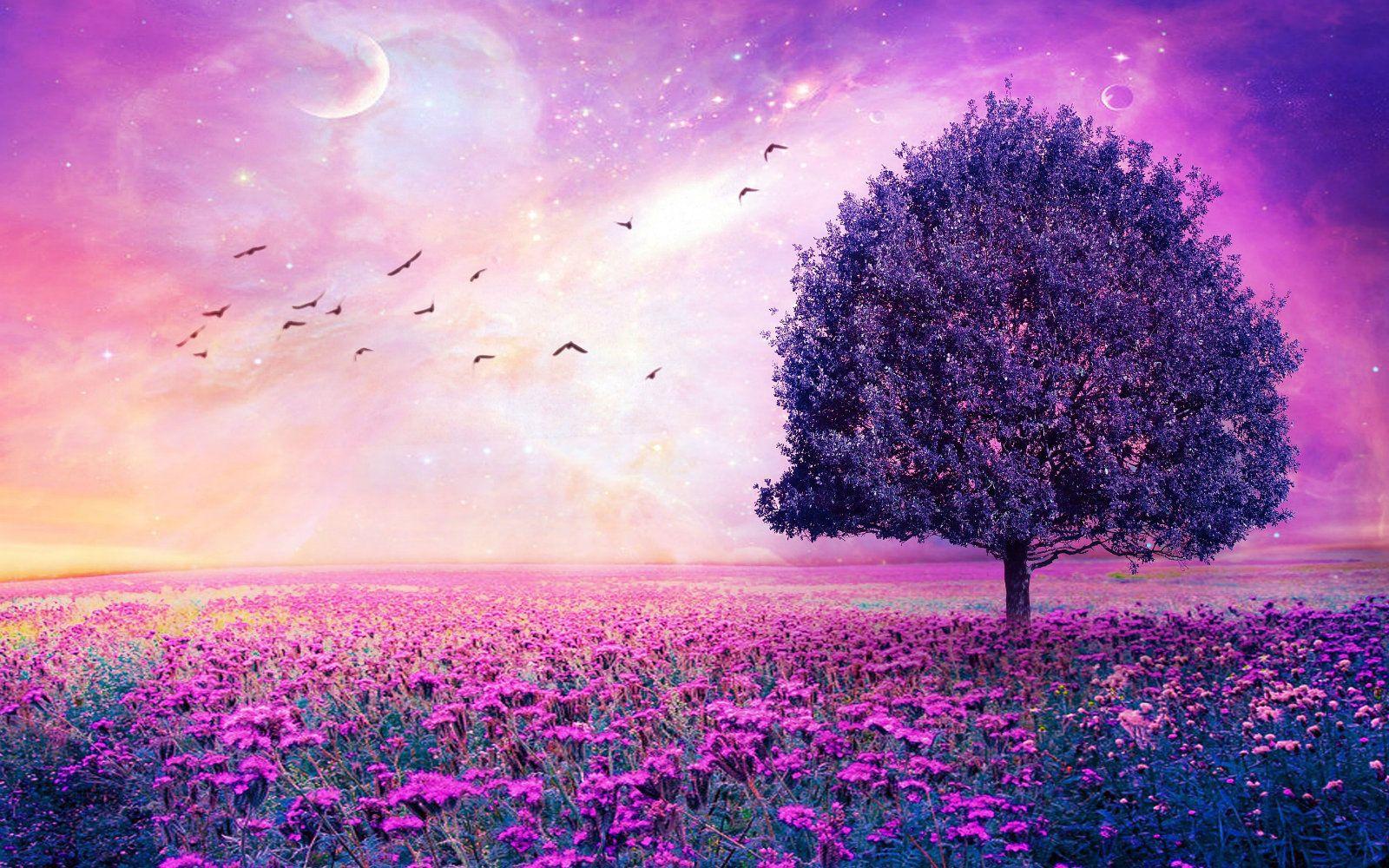 1600x1000 Free download Beautiful Purple Flowers Field HD Wallpaper Most HD Wallpaper [1600x1000] for your Desktop, Mobile & Tablet. Explore Pretty Purple Wallpaper. Pink And Purple Wallpaper, Purple And Black