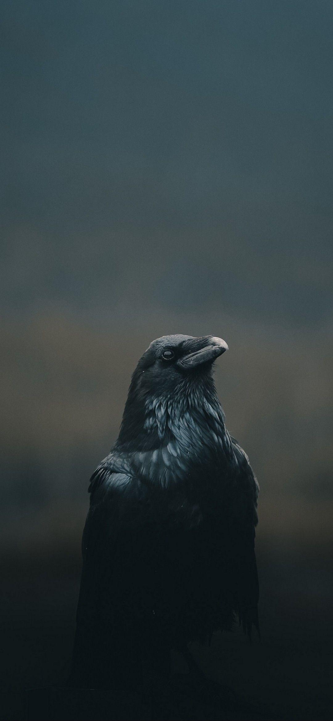 Raven iPhone Wallpapers  Top Free Raven iPhone Backgrounds   WallpaperAccess