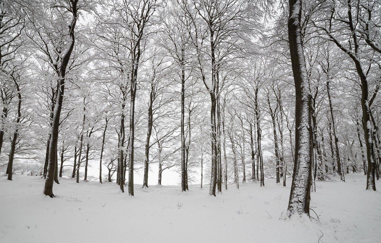 1332x850 Wallpaper winter, forest, snow, trees, England image for desktop, section природа