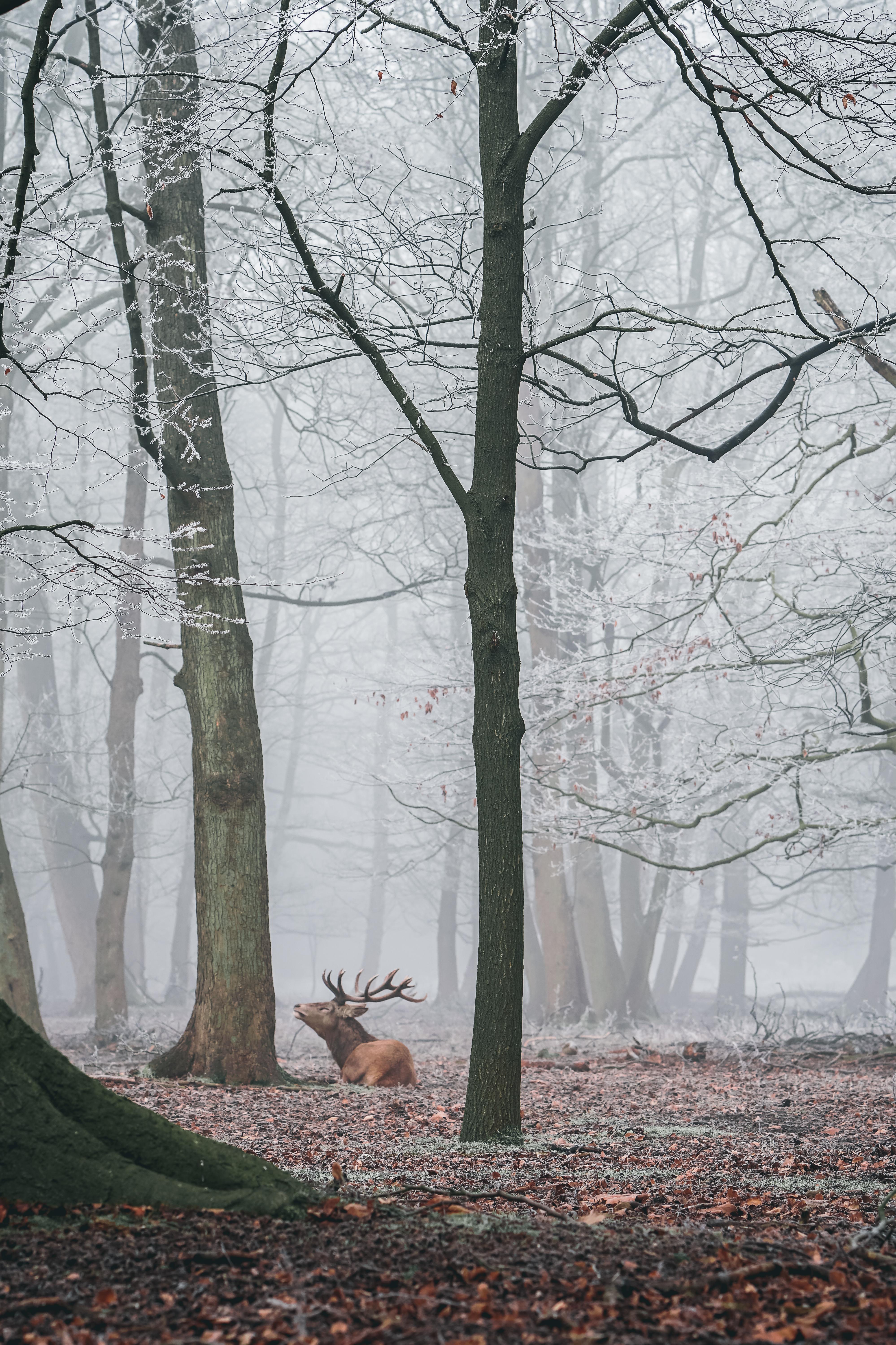 3996x5994 Winter Morning in the UK. iPhone X Wallpaper X Wallpaper HD