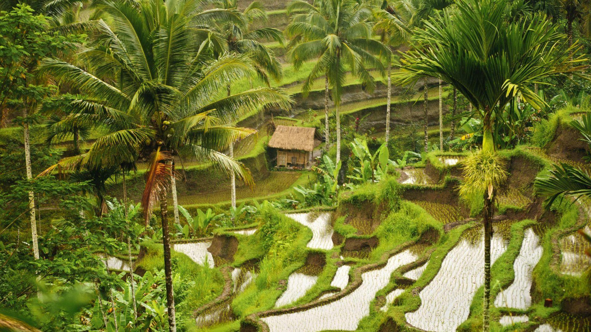 Rice Fields Bali Indonesia Wallpapers - Top Free Rice Fields Bali