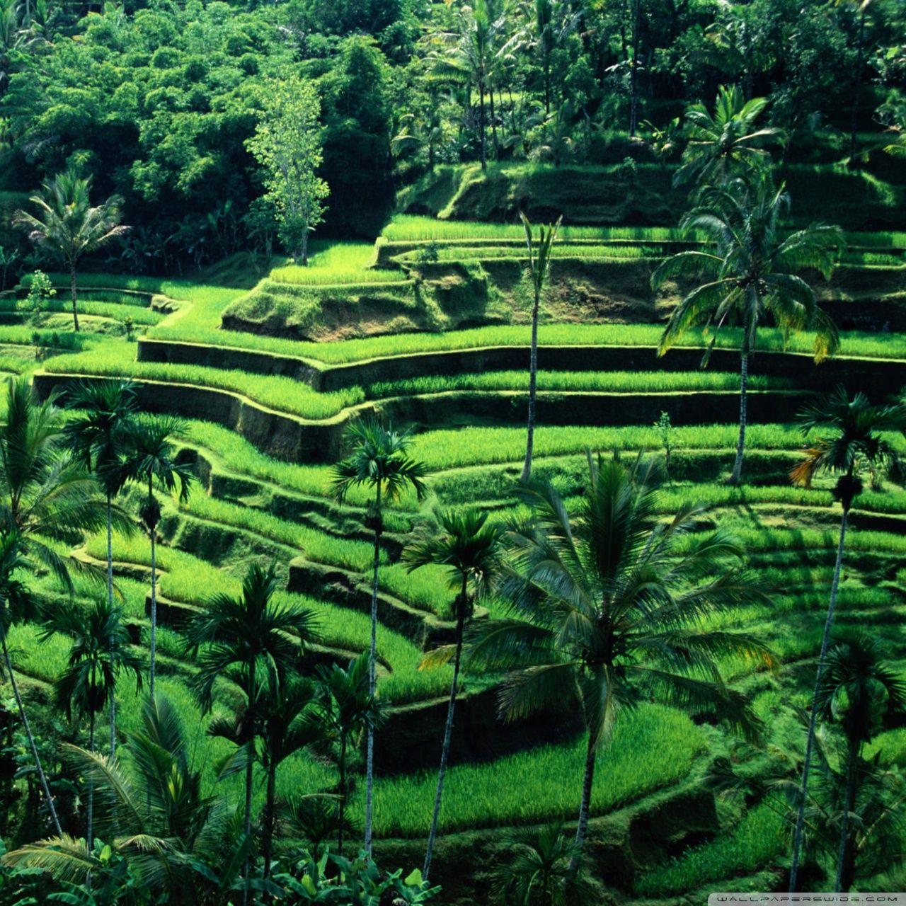 1280x1280 Bali, Indonesia ❤ 4K HD Desktop Wallpaper for 4K Ultra HD TV