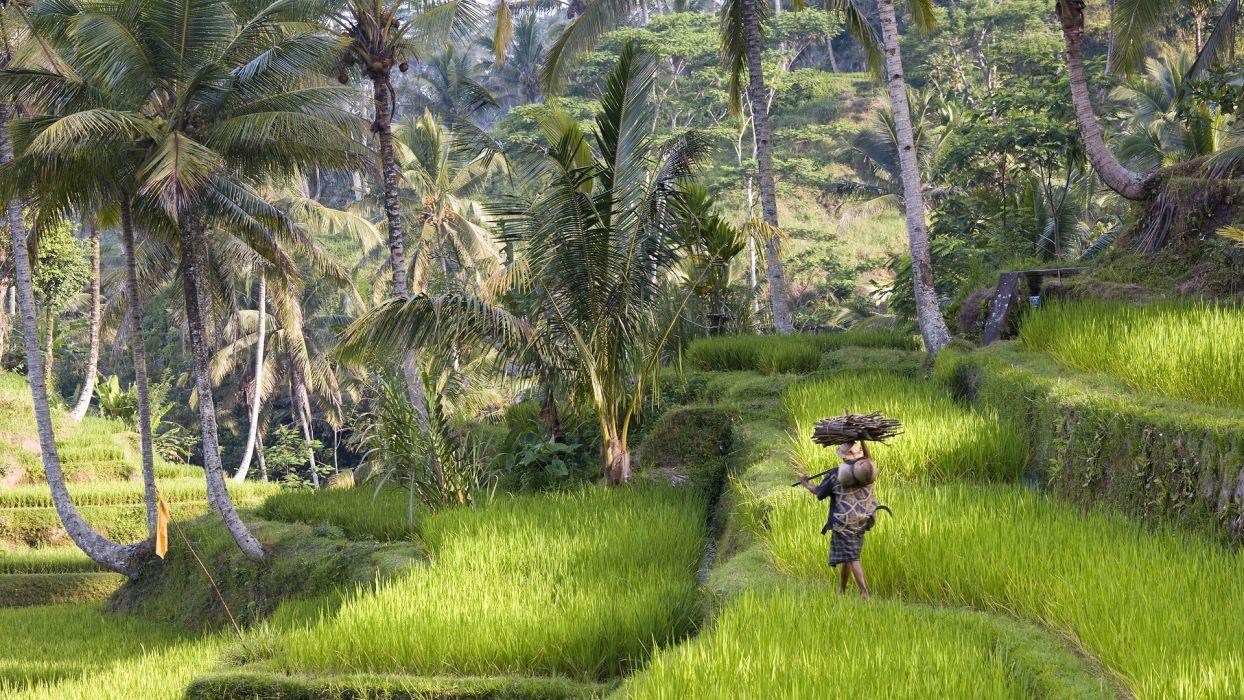 1244x700 Nature trees rice Indonesia bali wallpaperx1080