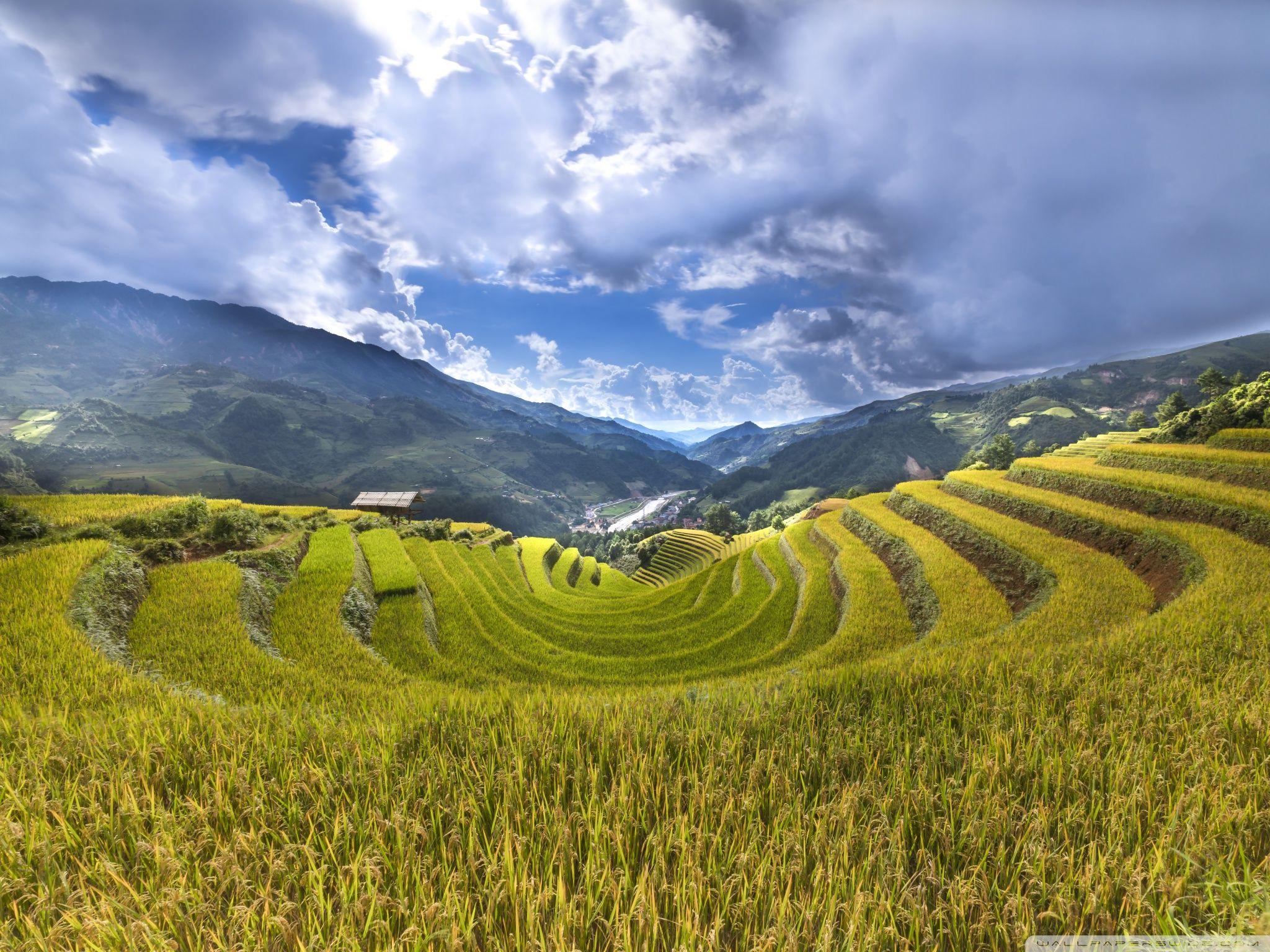  Rice  Fields Bali  Indonesia Wallpapers  Top Free Rice  