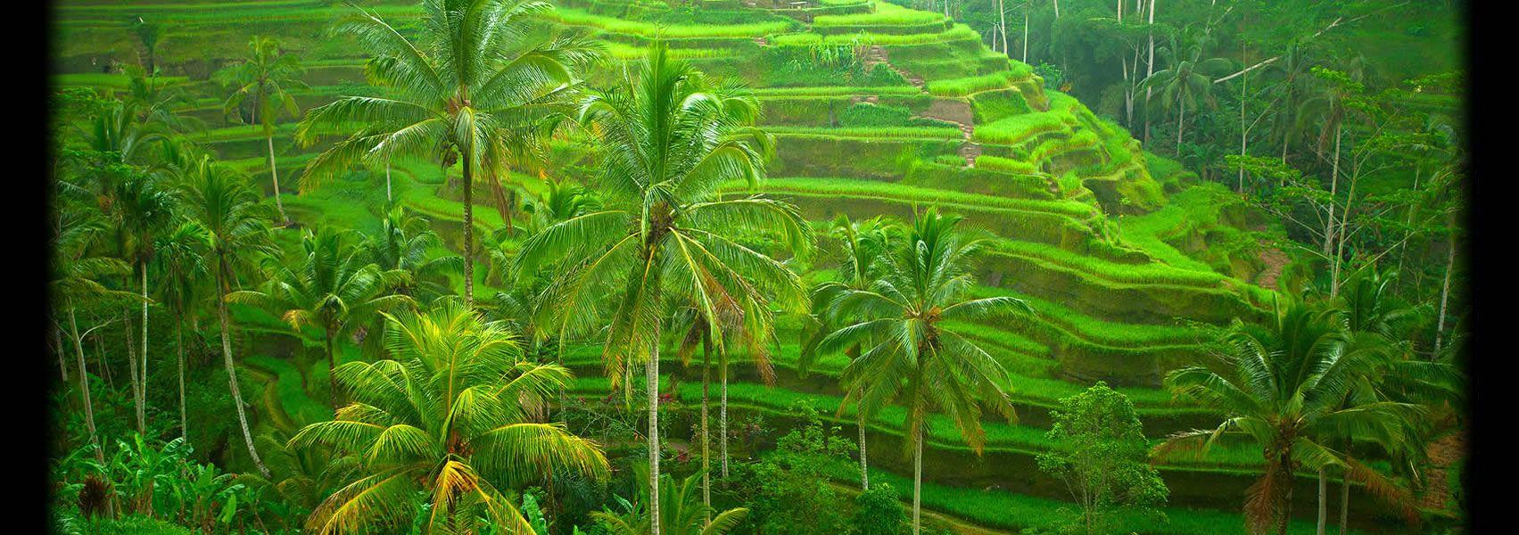 Rice Fields Bali Indonesia Wallpapers - Top Free Rice Fields Bali