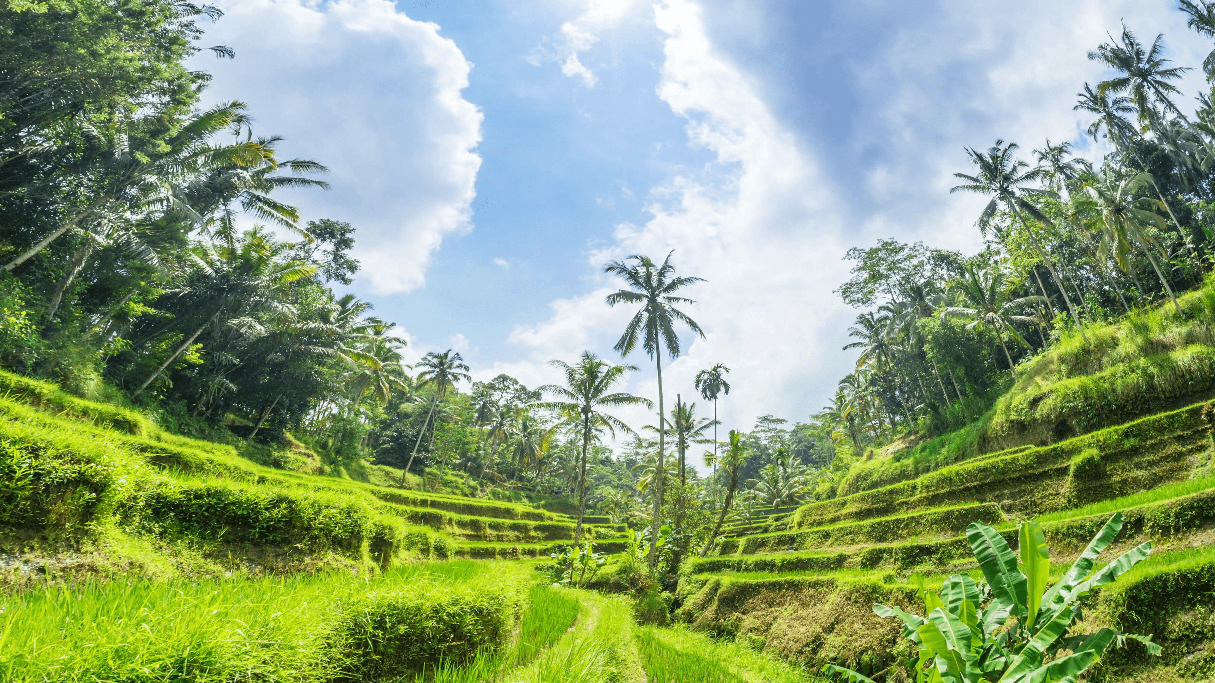 4096x2304 Rice field paddy landscape in Bali Indonesia. Asia farm agriculture