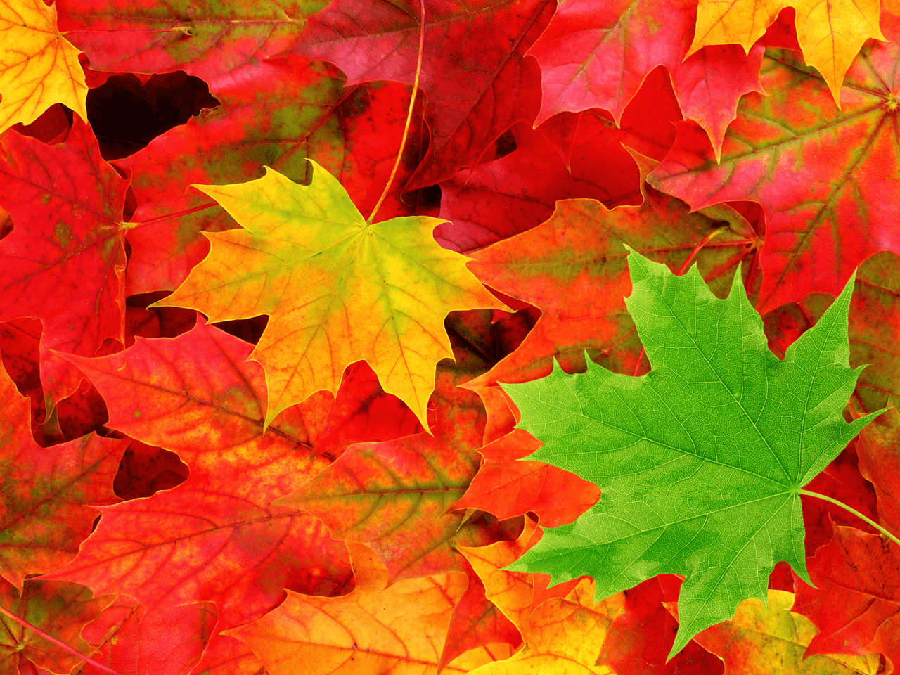 1280x960 Autumn Leaves HD Wallpaper