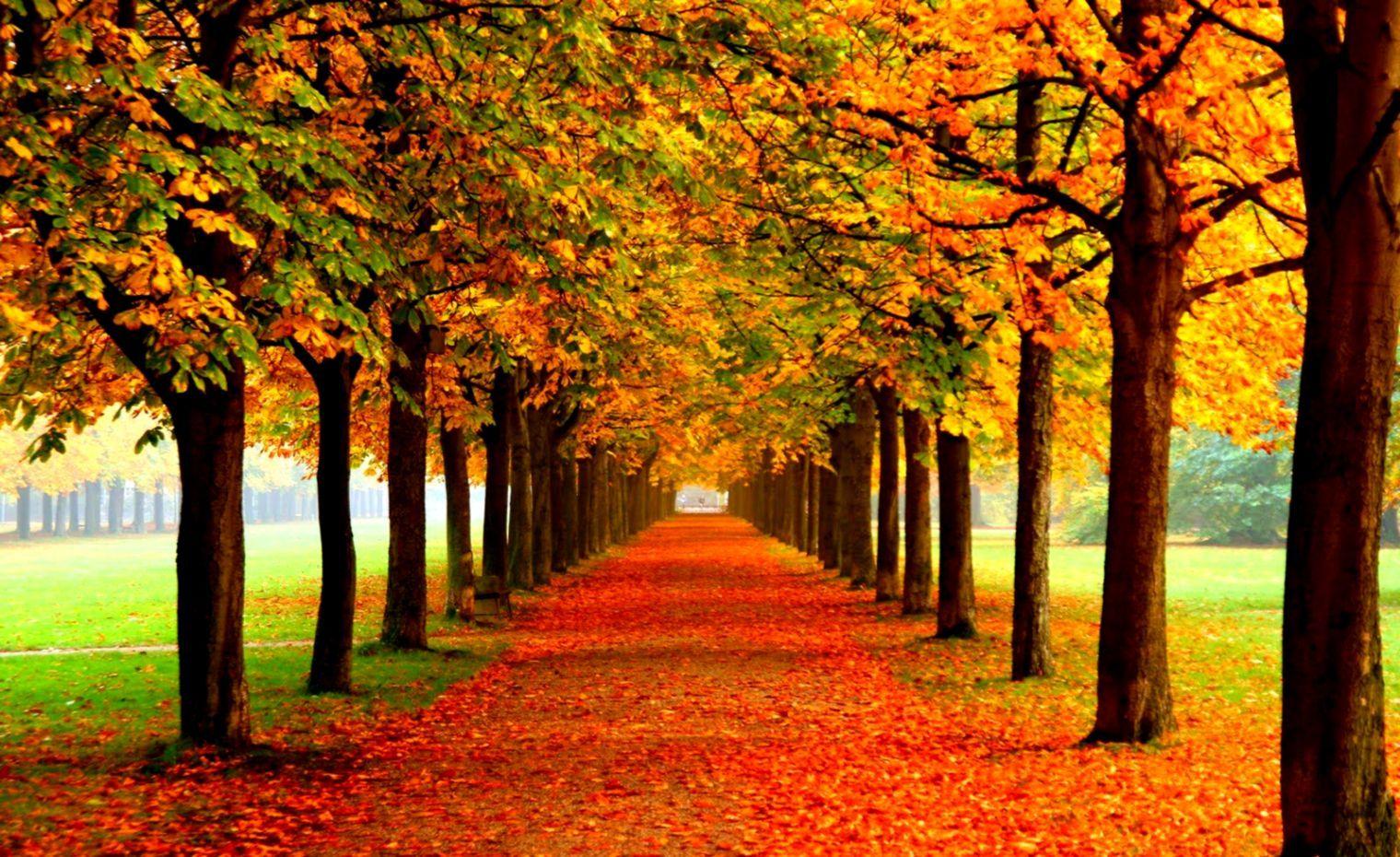 1520x930 Wallpaper Autumn