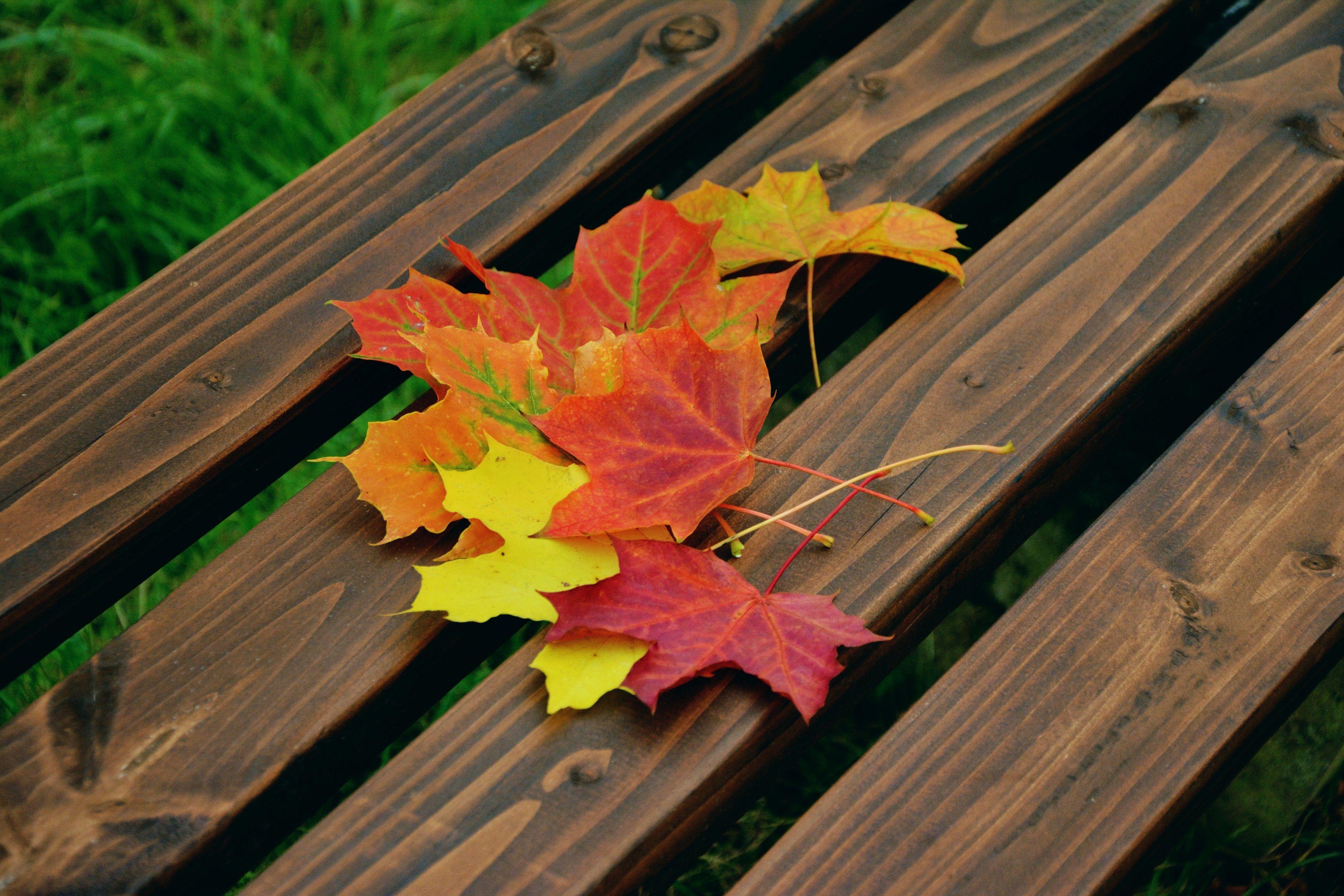 3840x2560 Wallpaper / fall foliage maple leaves autumn colours emerge 4k wallpaper