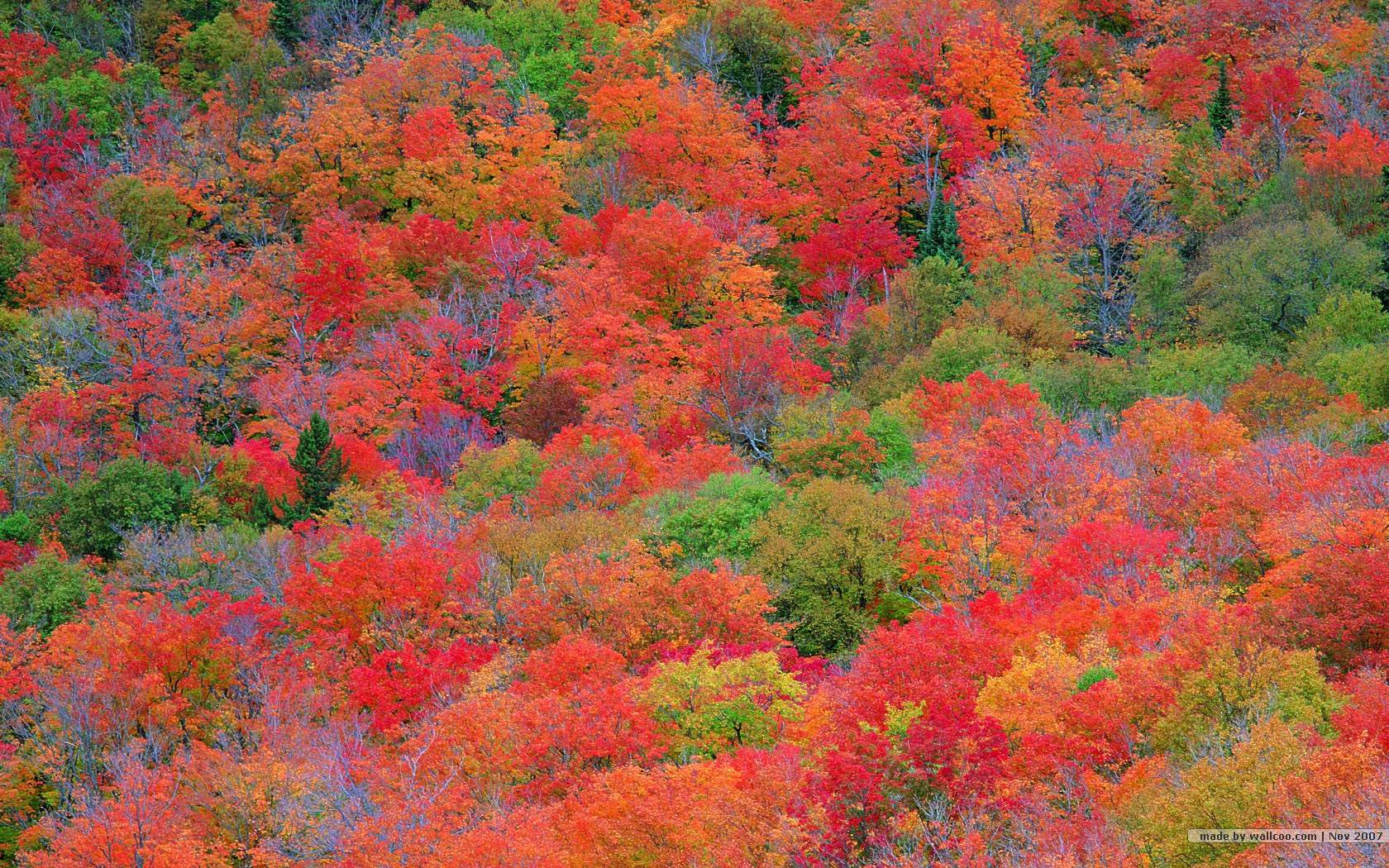 1680x1050 Fall Foliage Desktop Wallpaper