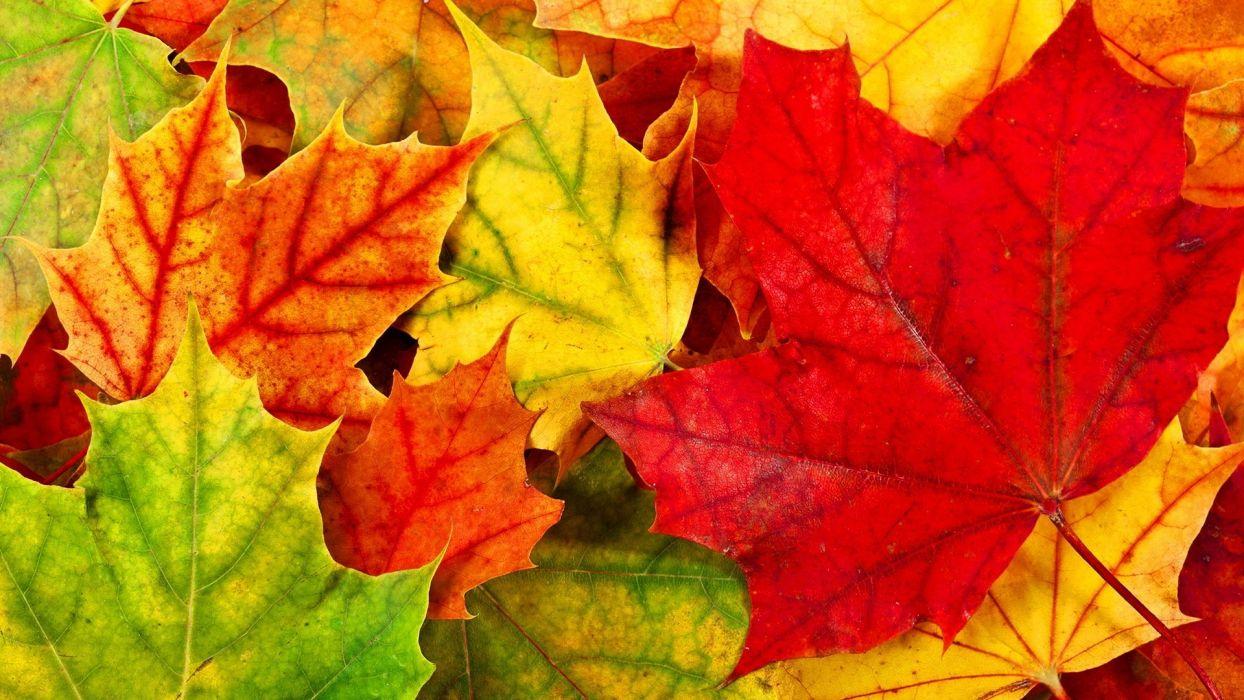 1244x700 Autumn foliage wallpaperx1080