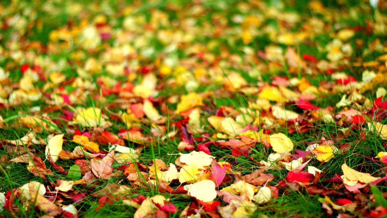 1244x700 Fall autumn foliage wallpaperx1080