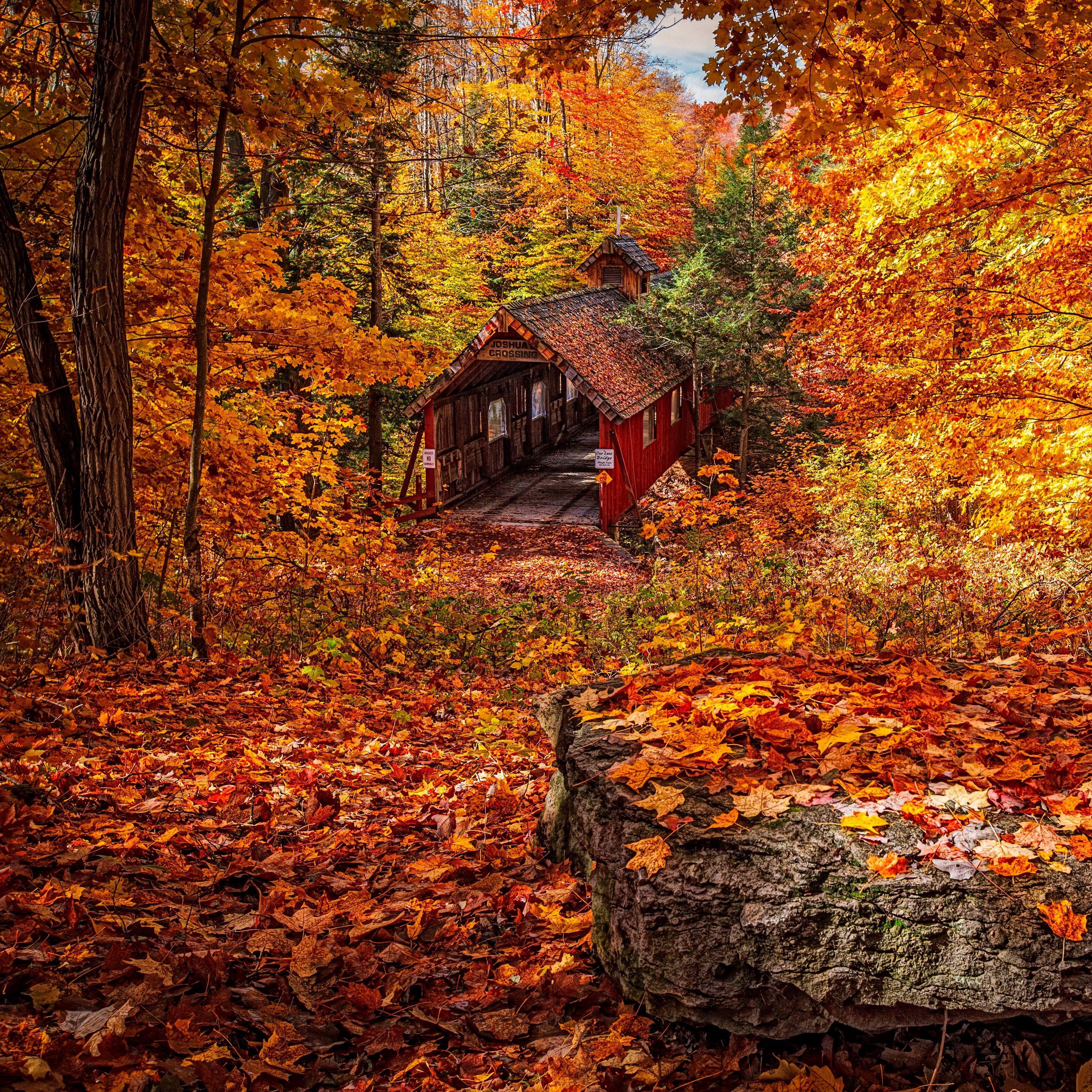 3415x3415 Download wallpaper 3415x3415 structure, autumn, foliage ipad pro 12.9 retina for parallax HD background