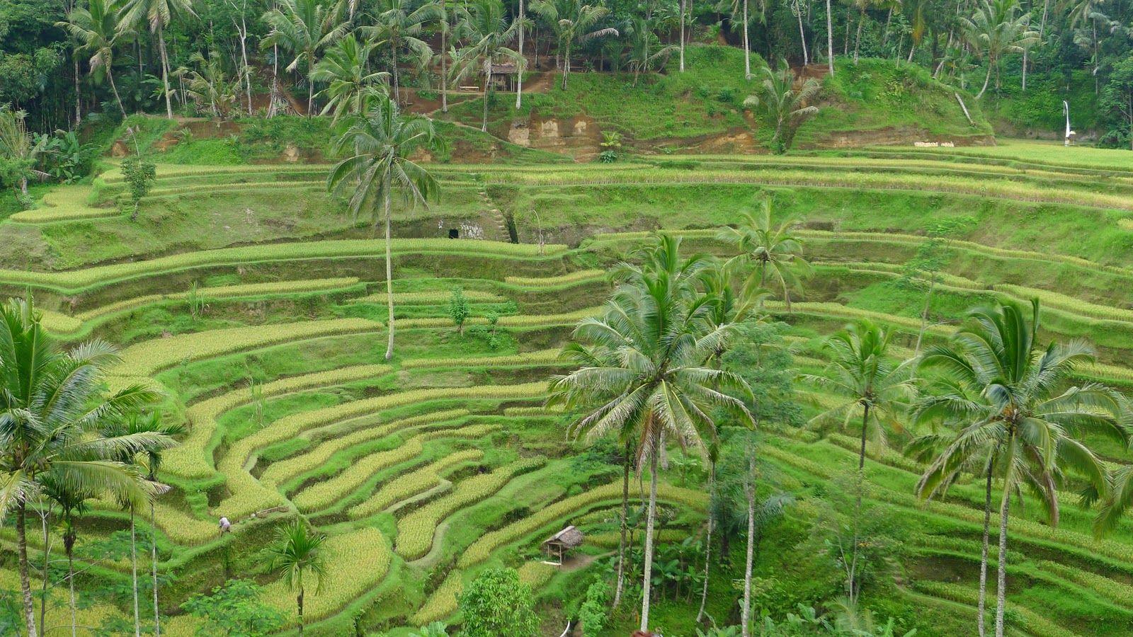 Rice Fields Bali Indonesia Wallpapers - Top Free Rice Fields Bali