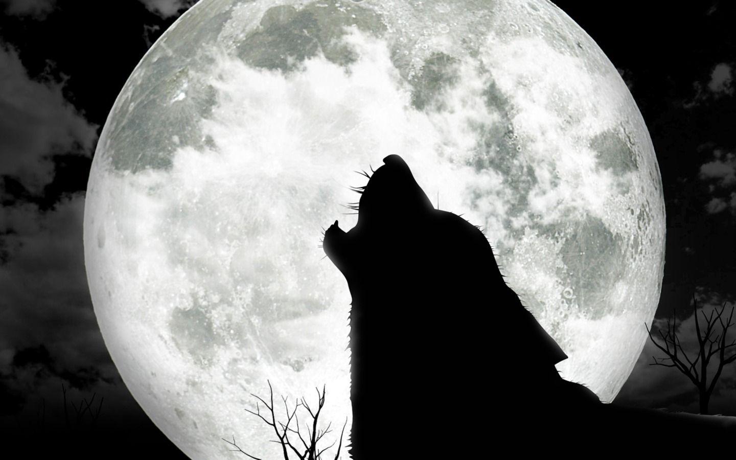 Featured image of post Wolf And Moon Wallpaper Hd There are few creatures more fearsome and mighty than the wolf and there s no better place to find a wolf wallpaper than unsplash