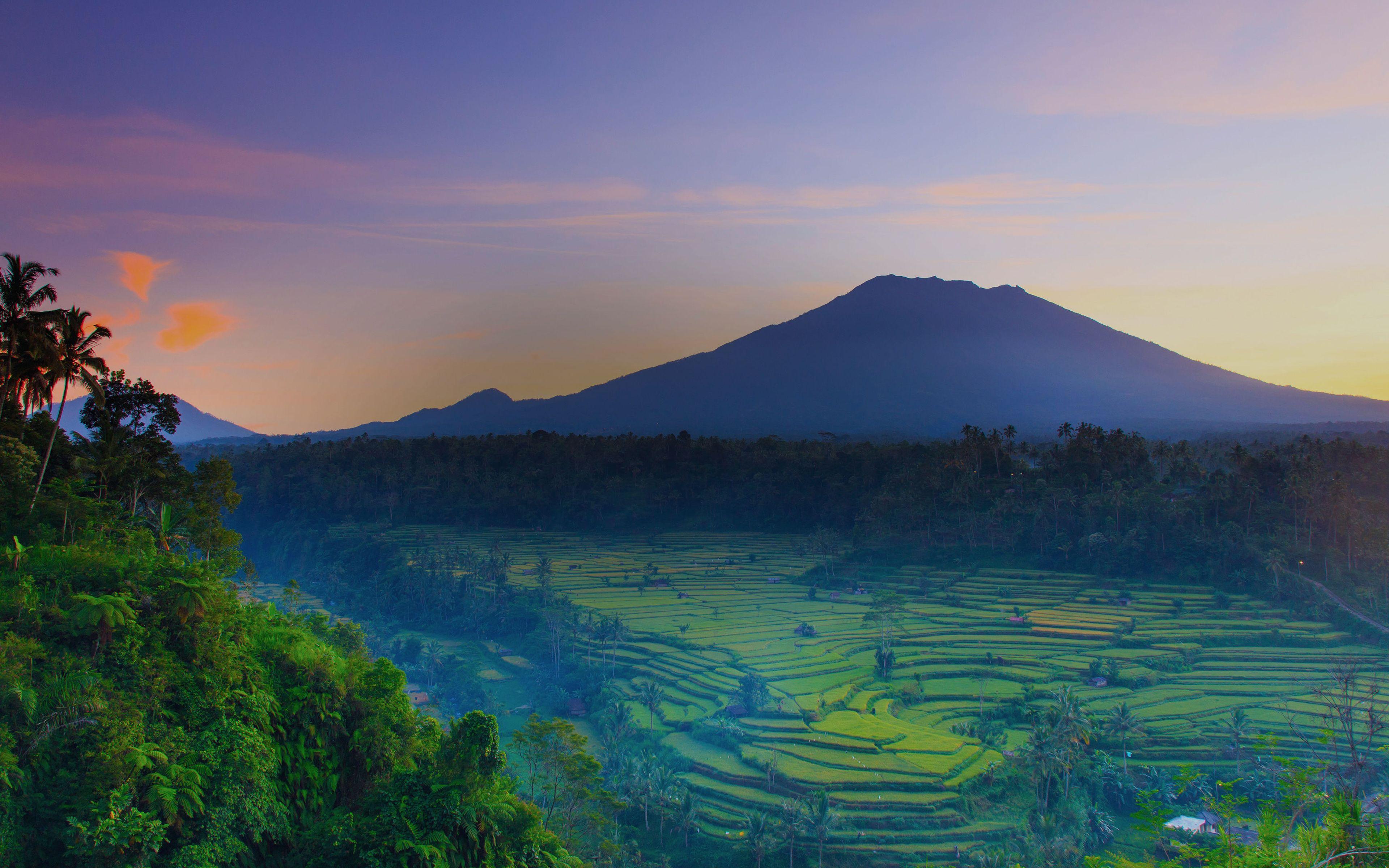 Rice Fields Bali Indonesia Wallpapers - Top Free Rice Fields Bali