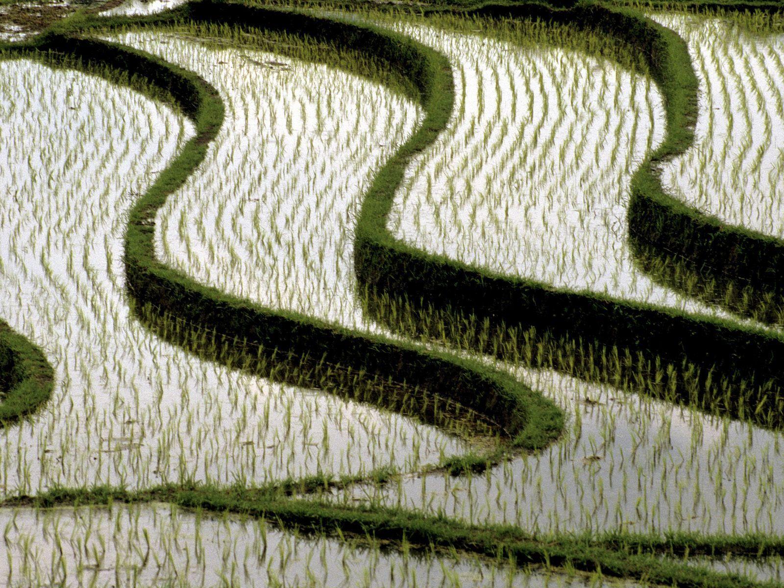 Rice Fields Bali Indonesia Wallpapers - Top Free Rice Fields Bali