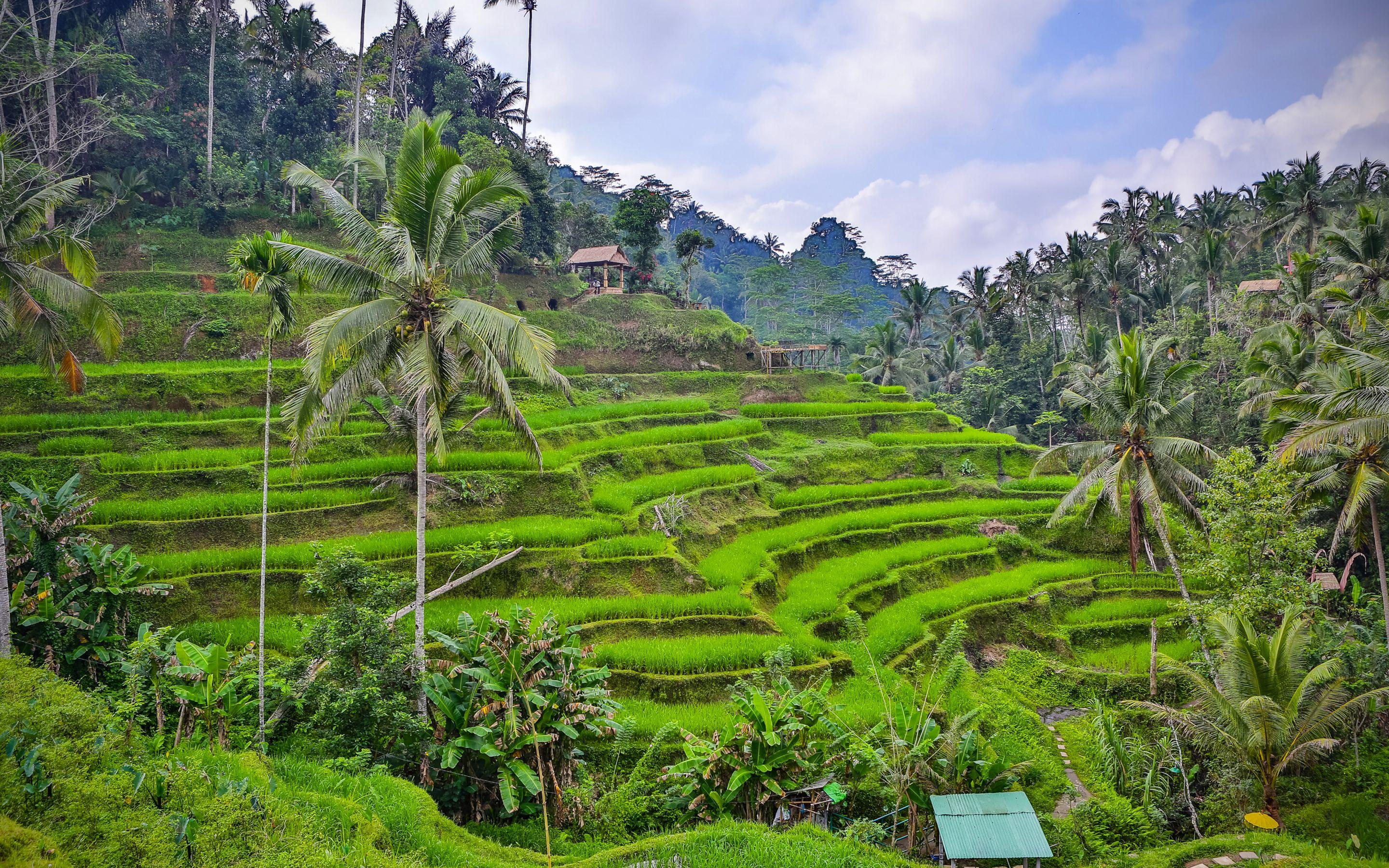Rice Fields Bali Indonesia Wallpapers Top Free Rice Fields Bali Indonesia Backgrounds