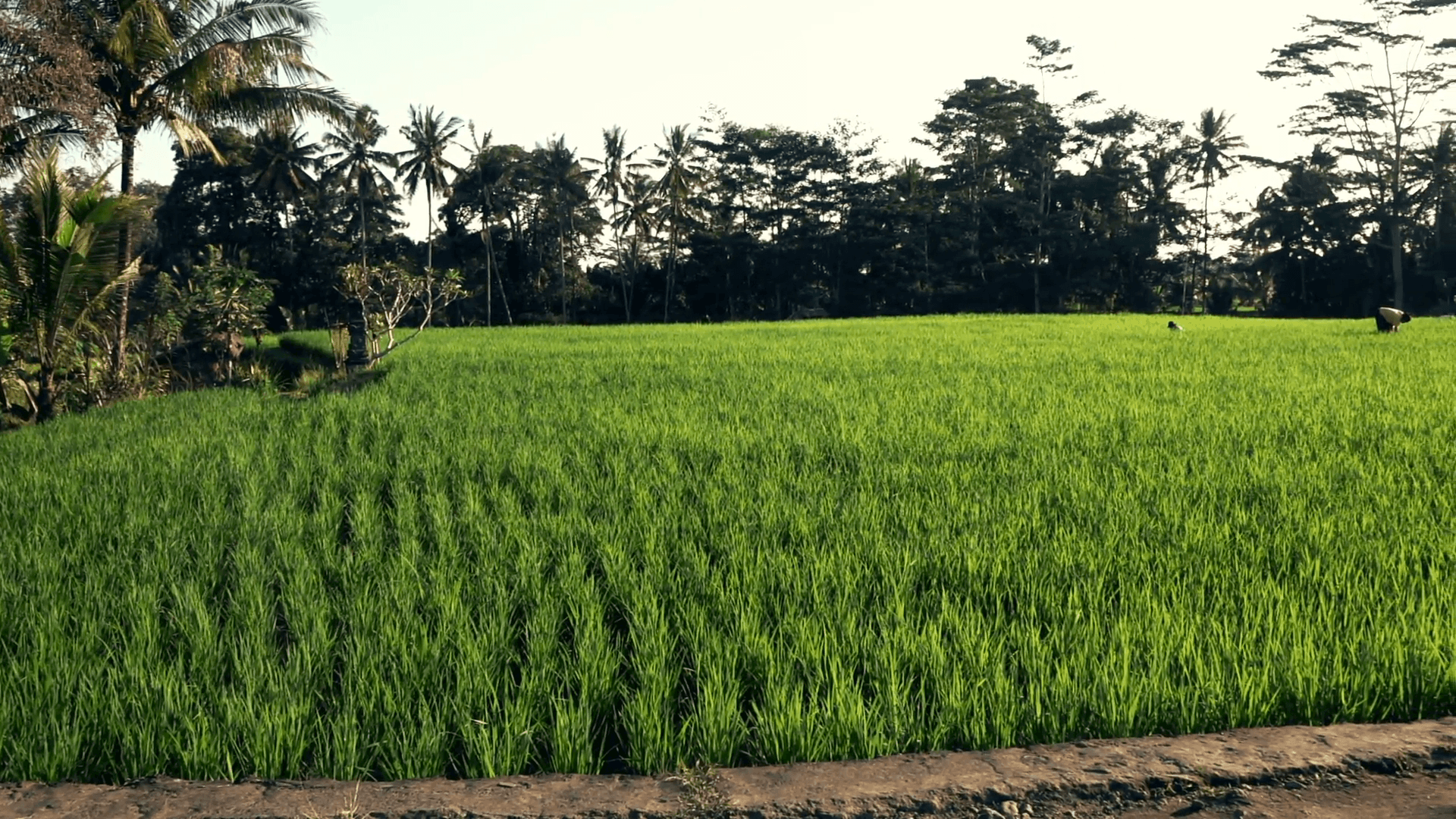 1920x1080 People working on rice field in Bali, Indonesia Stock Video Footage