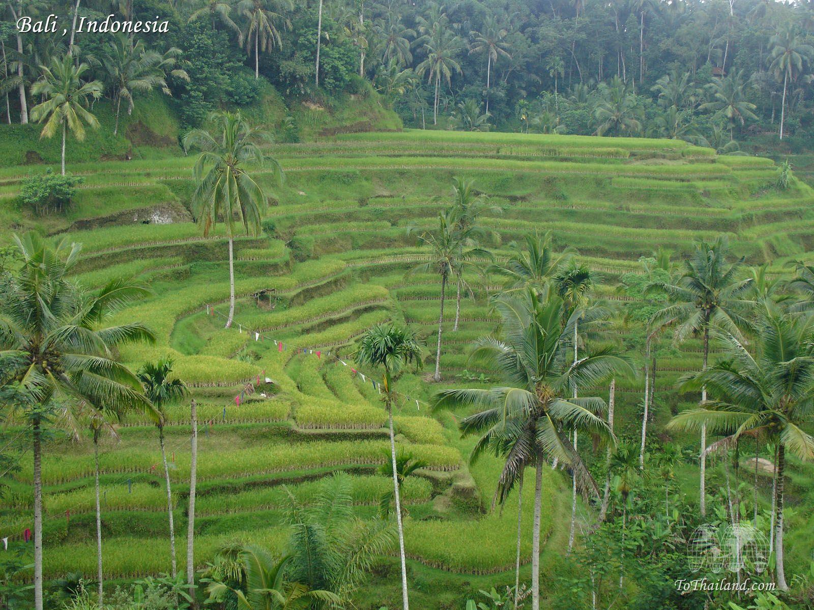 1600x1200 Bali Wallpaper, Indonesia