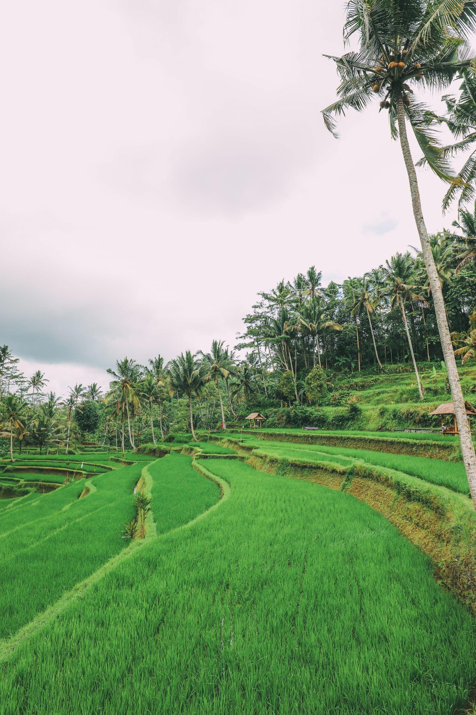 1600x2400 Bali Travel