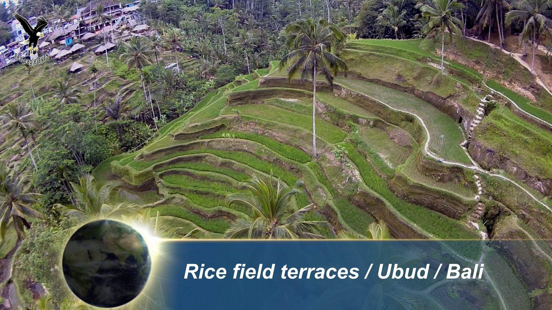 1920x1080 Bali Rice field terraces / Ubud / overflown with my