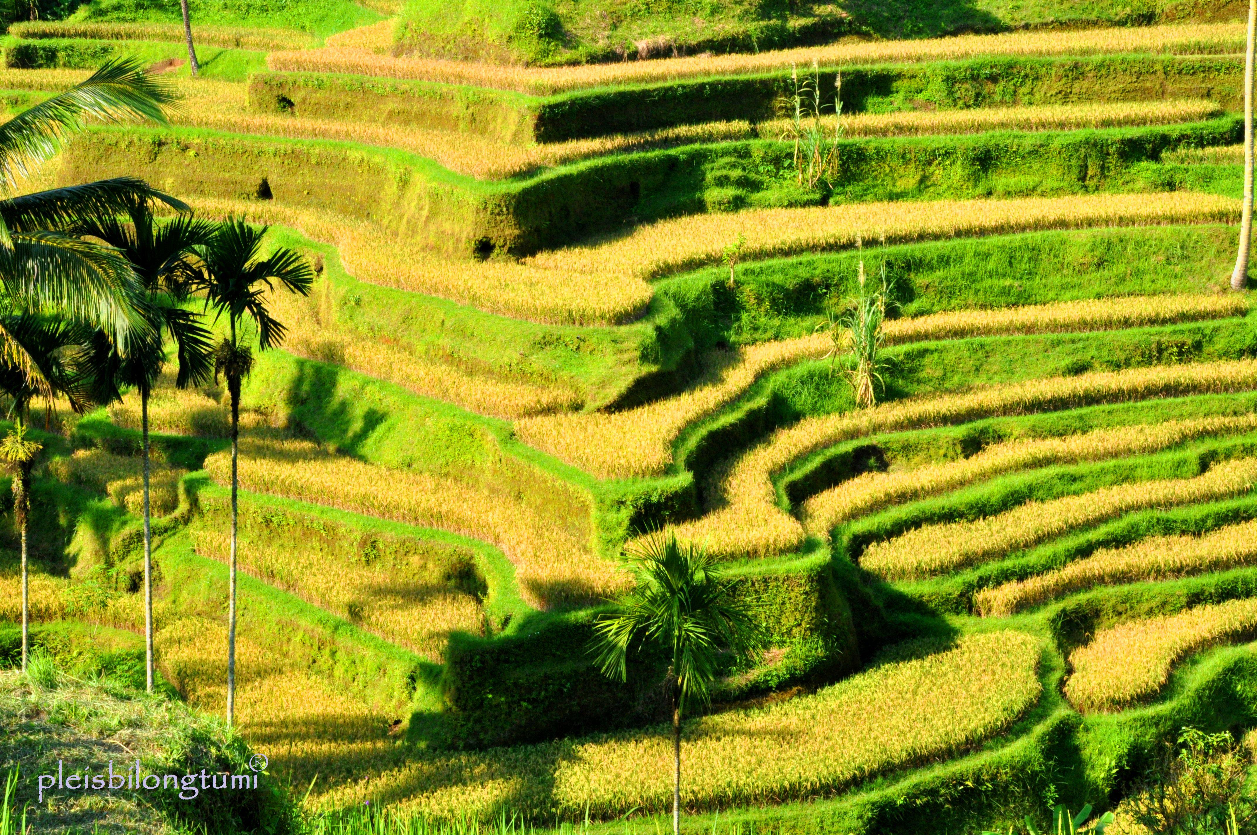 4288x2848 Weekly Photo Challnge: FROM ABOVE. CIGUDEG pleis bilong tu mi