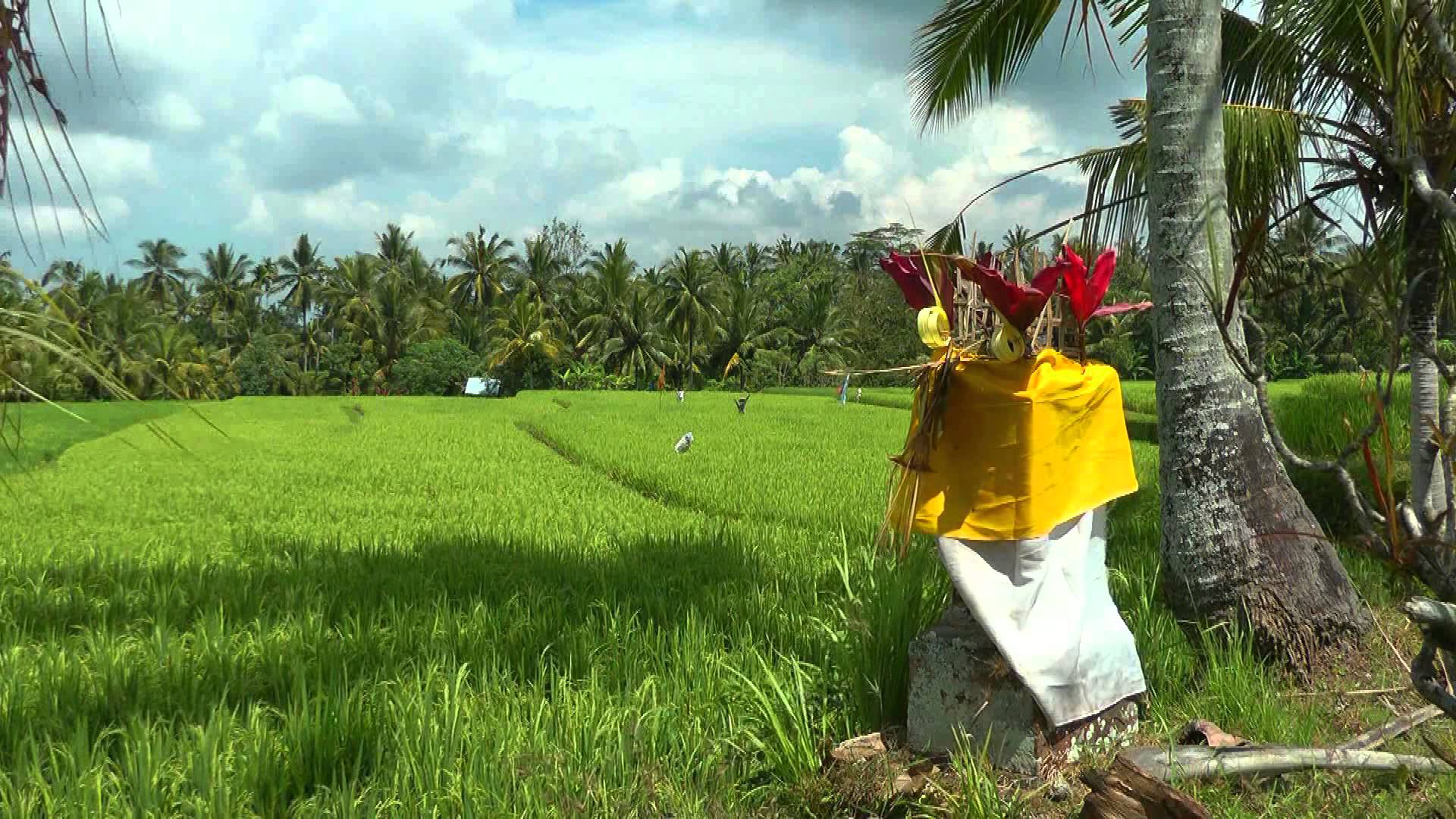 1920x1080 INDONESIA: Ricefields (sawahs) Near Ubud, Bali (HD Video).mp4