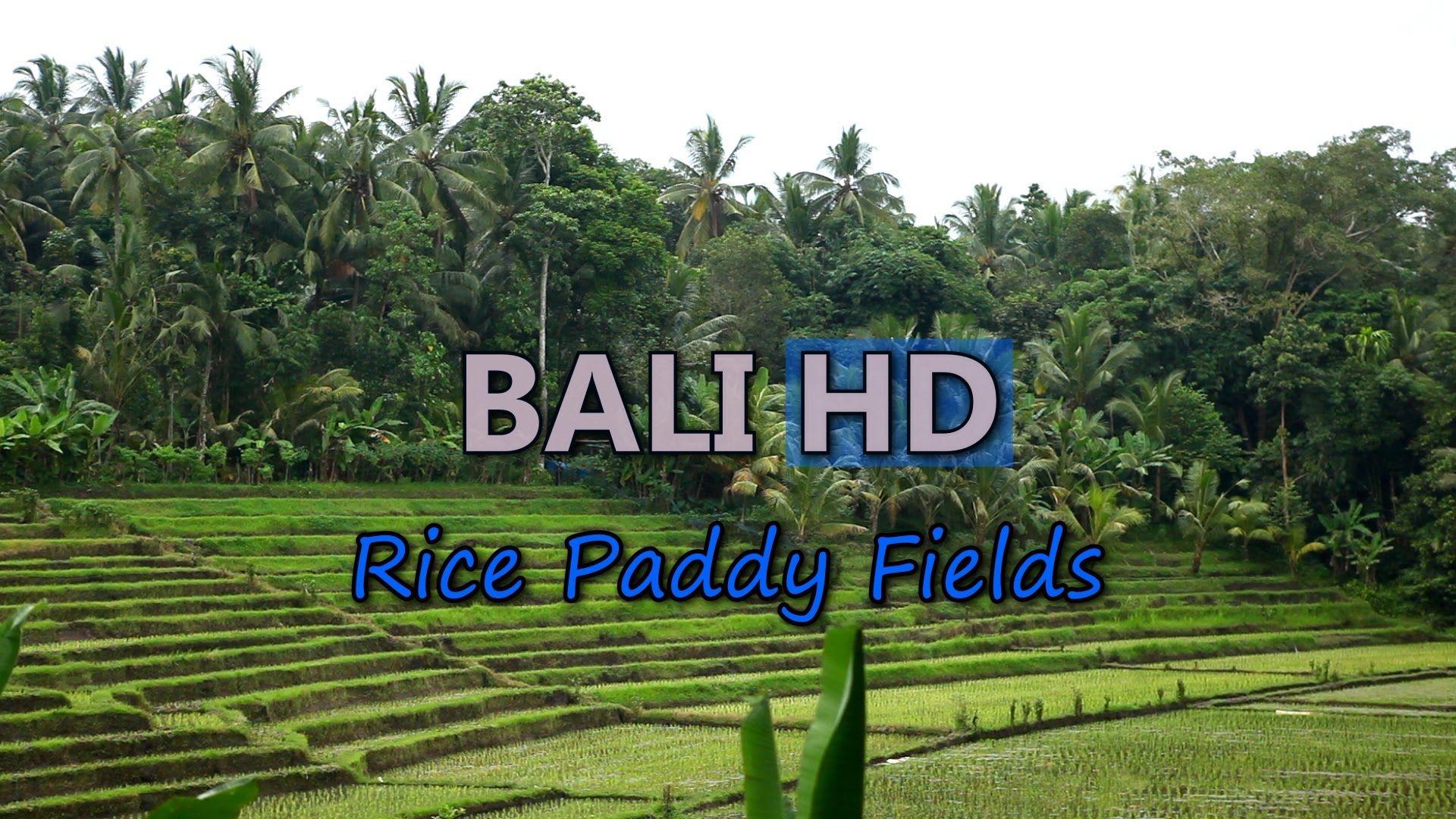 1920x1080 Bali Rice Terrace Paddy Fields Video Stock Footage Indonesia Travel