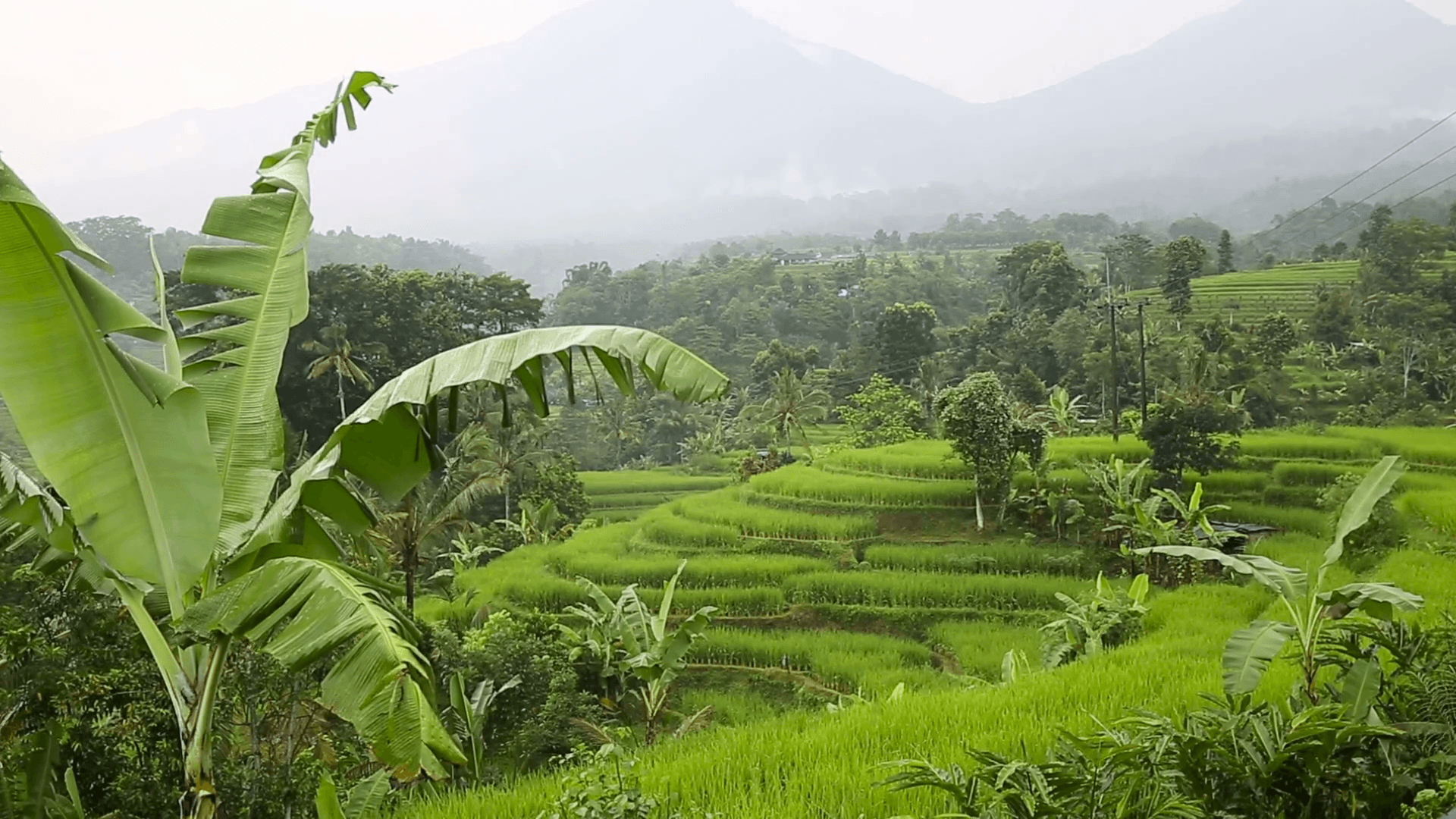 1920x1080 Green Rice Fields Padi Terrace Ubud Bali Indonesia Stock Video