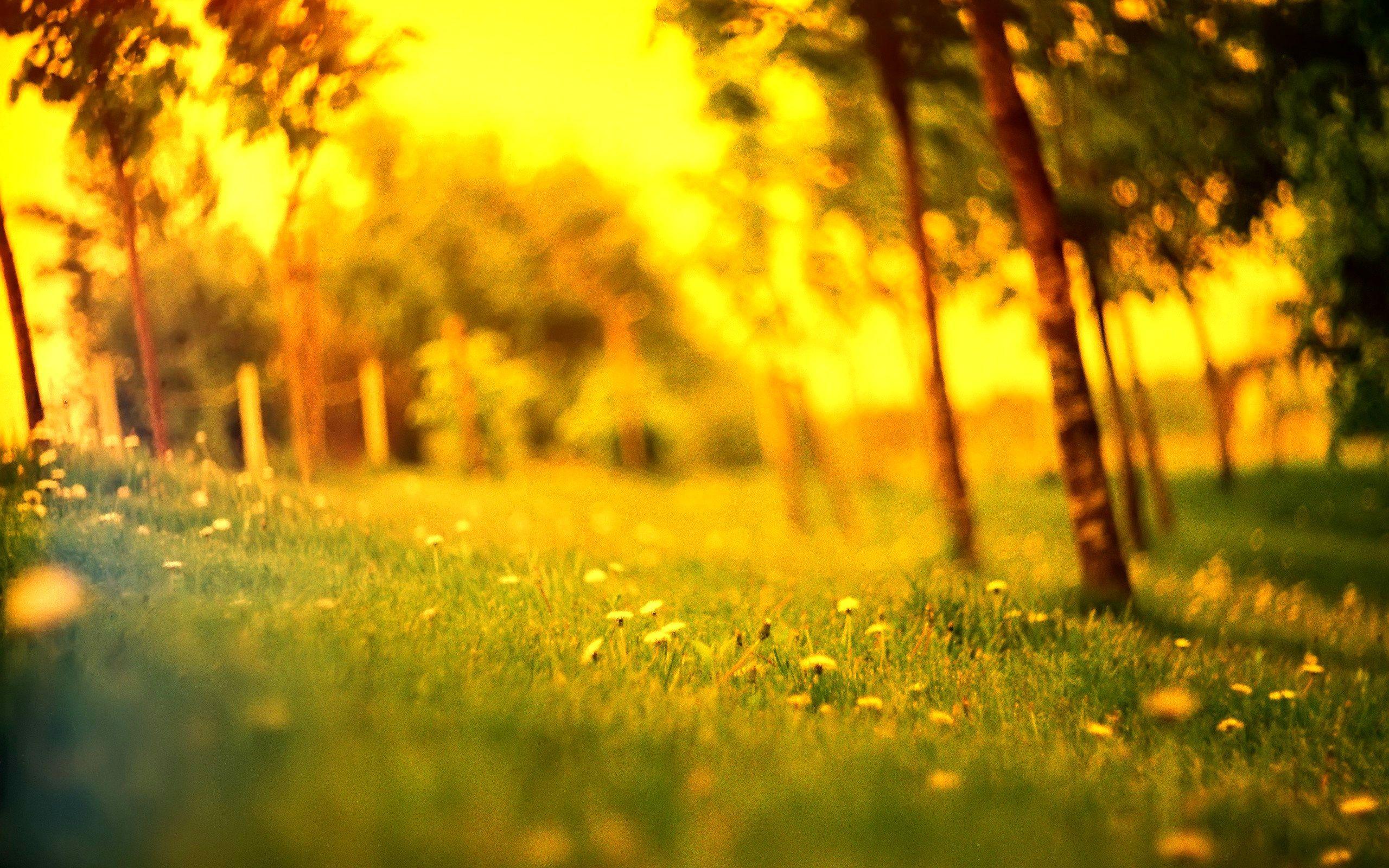 2560x1600 Picsart Nature Background HD Image