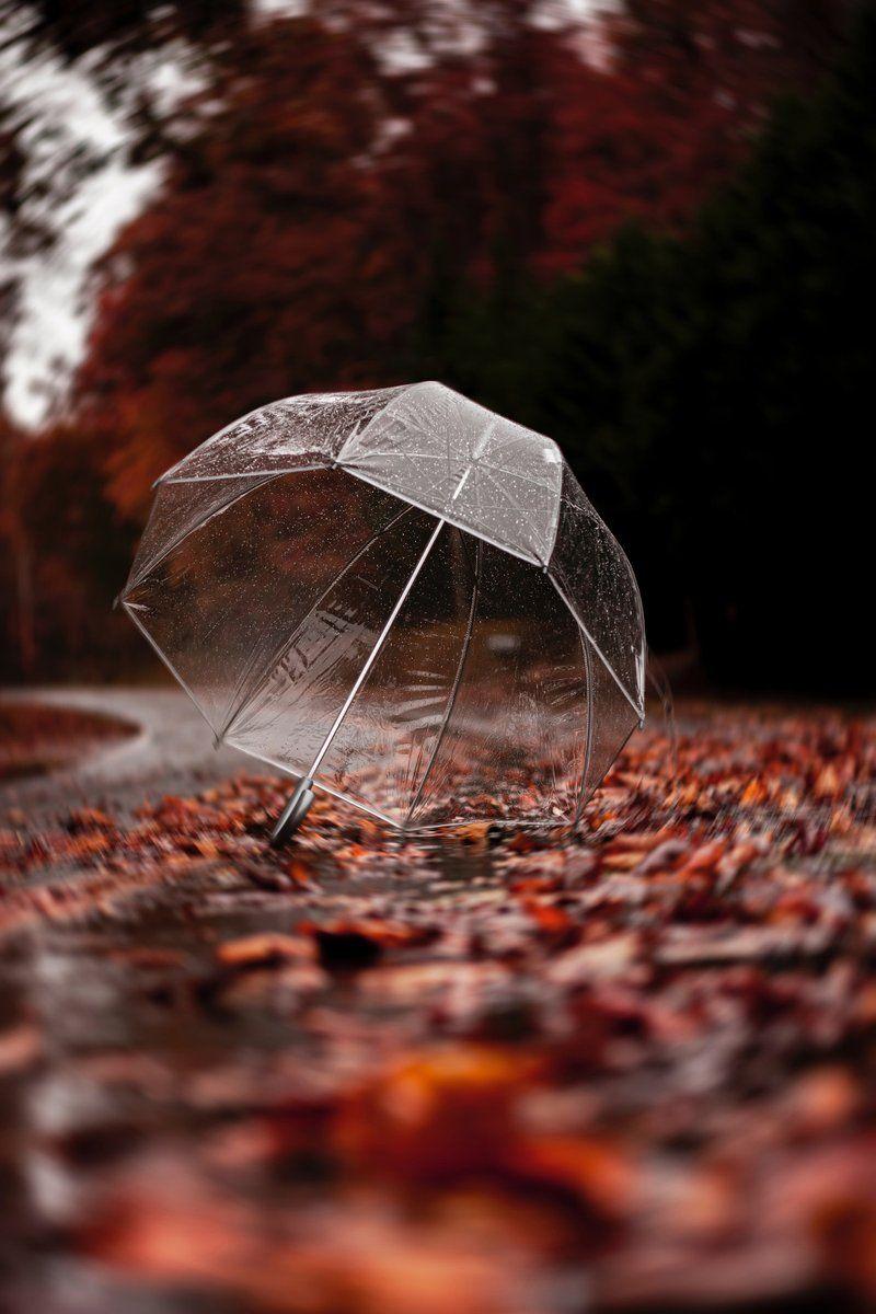 800x1200 HD Wallpaper By: Gerardo Rosales #DownloadTheApp #umbrella #leaves #autumn #orange #transparent #photooftheday #beautiful #wonderful #amazing #awesome #HDWallpaper # wallpaper #Download