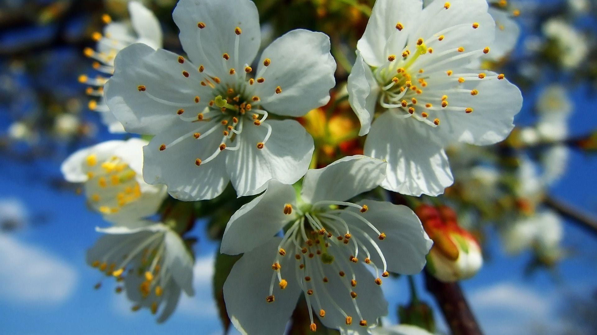 1920x1080 Unique Flower Wallpaper