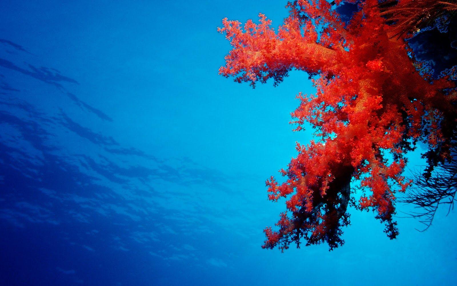 1600x1000 TeCh4You: Windows 8 Wallpaper & Lockscreens (Official): Free Download