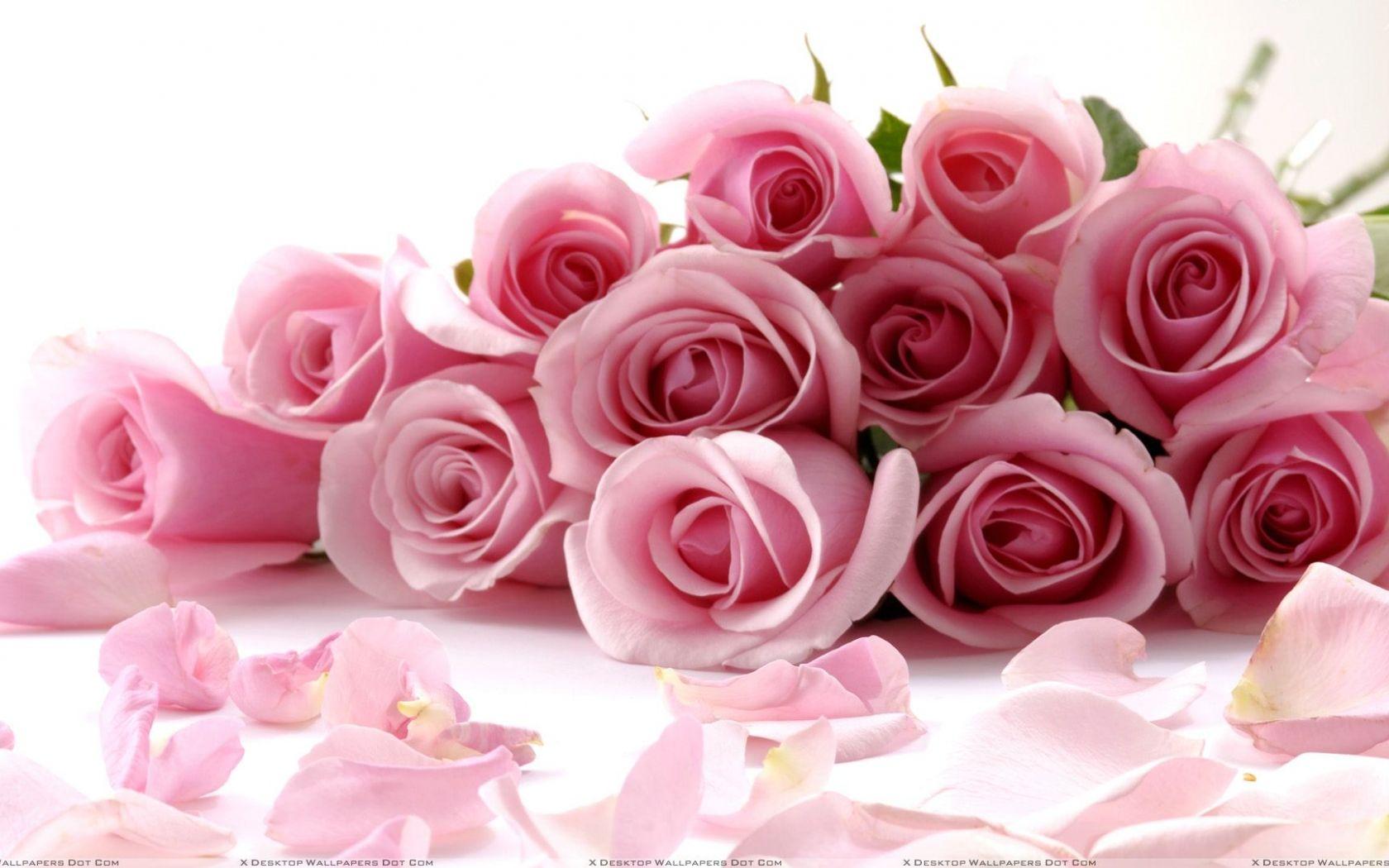 pink and white roses background