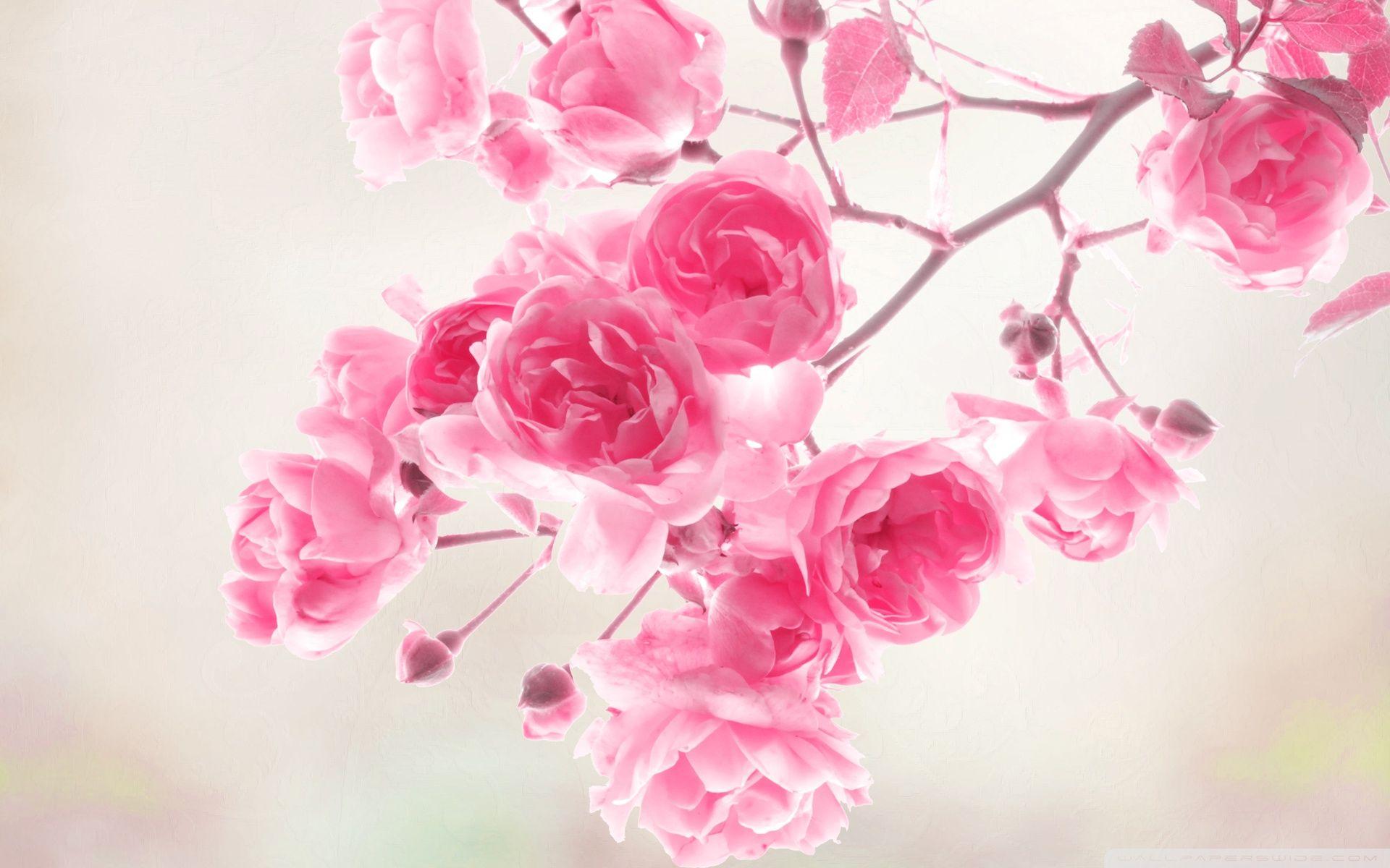 1920x1200 Pink Rose Picture download free