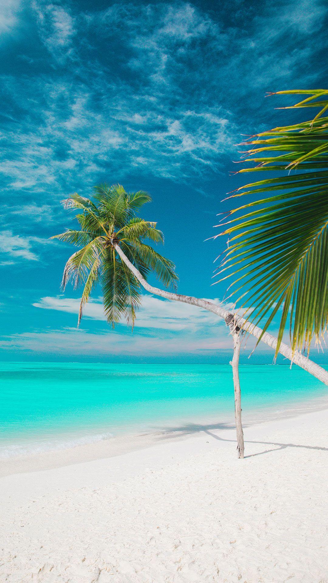 1080x1920 Palm Trees Beach (Wallpaper). Beach wallpaper, Beautiful beaches, Palm trees beach