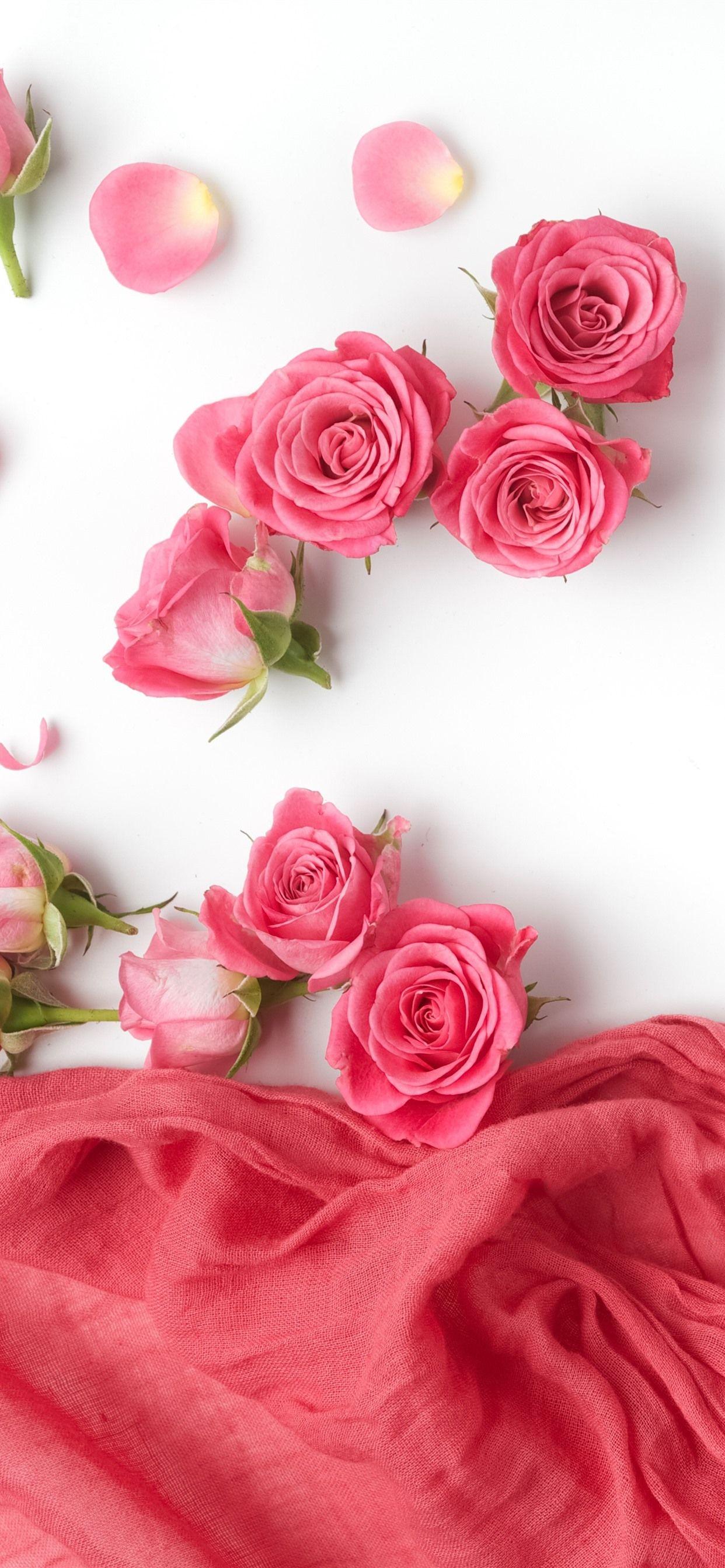 1242x2688 iPhone Wallpaper Pink Roses, Petals, Silk, White Background Rose Wallpaper White Background