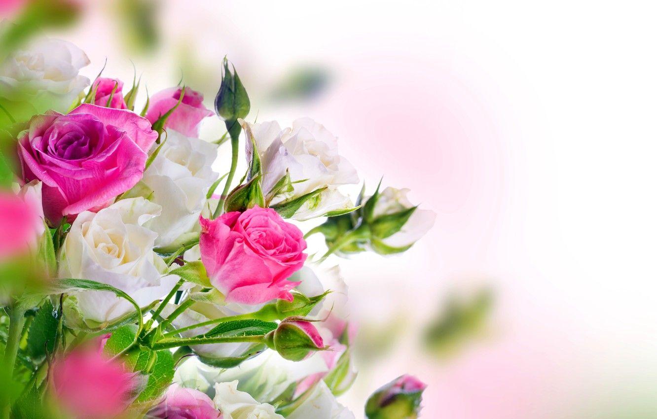 1332x850 Wallpaper roses, white, buds, pink, blossom, flowers, beautiful, roses image for desktop, section цветы