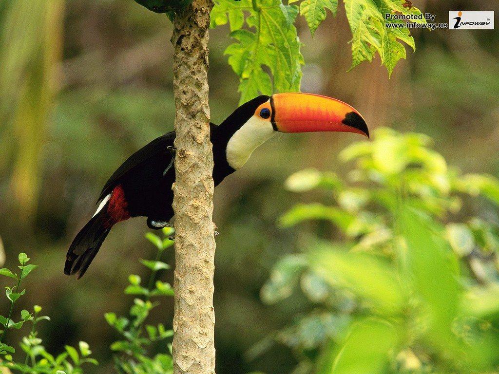 1024x768 HD Animals wallpaper Toco Toucan In The Tropical Forest